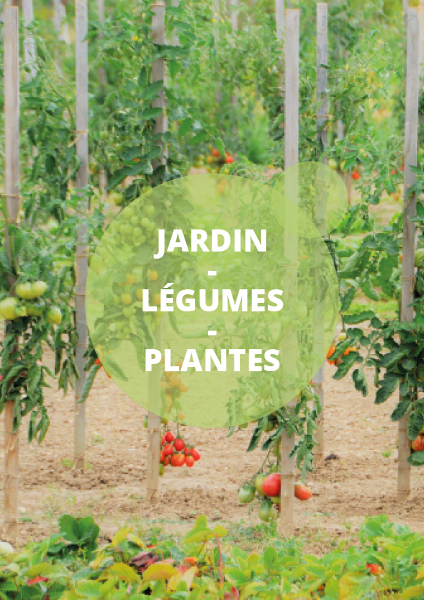 Catégorie Jardin Légumes Plantes