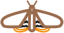 Paysandisia archon