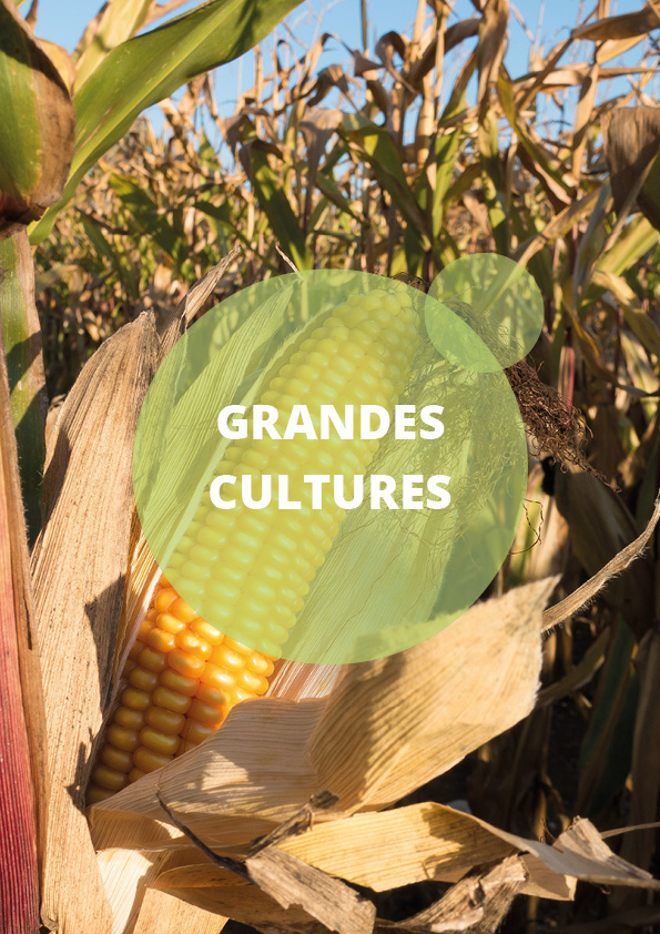 catégorie grande culture