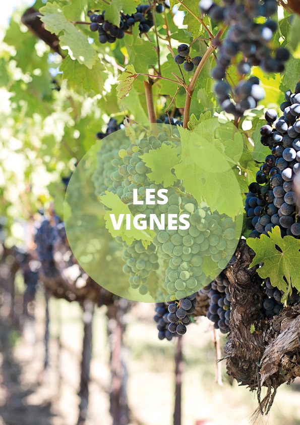 catégorie vignes