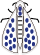 zeuzère du poirier