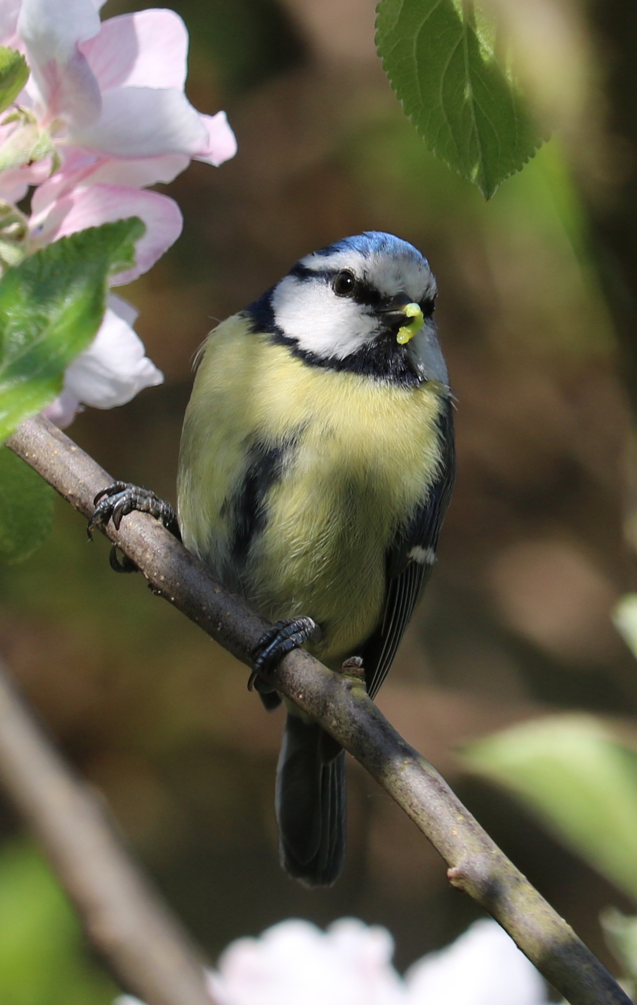 blue-tit-1395700