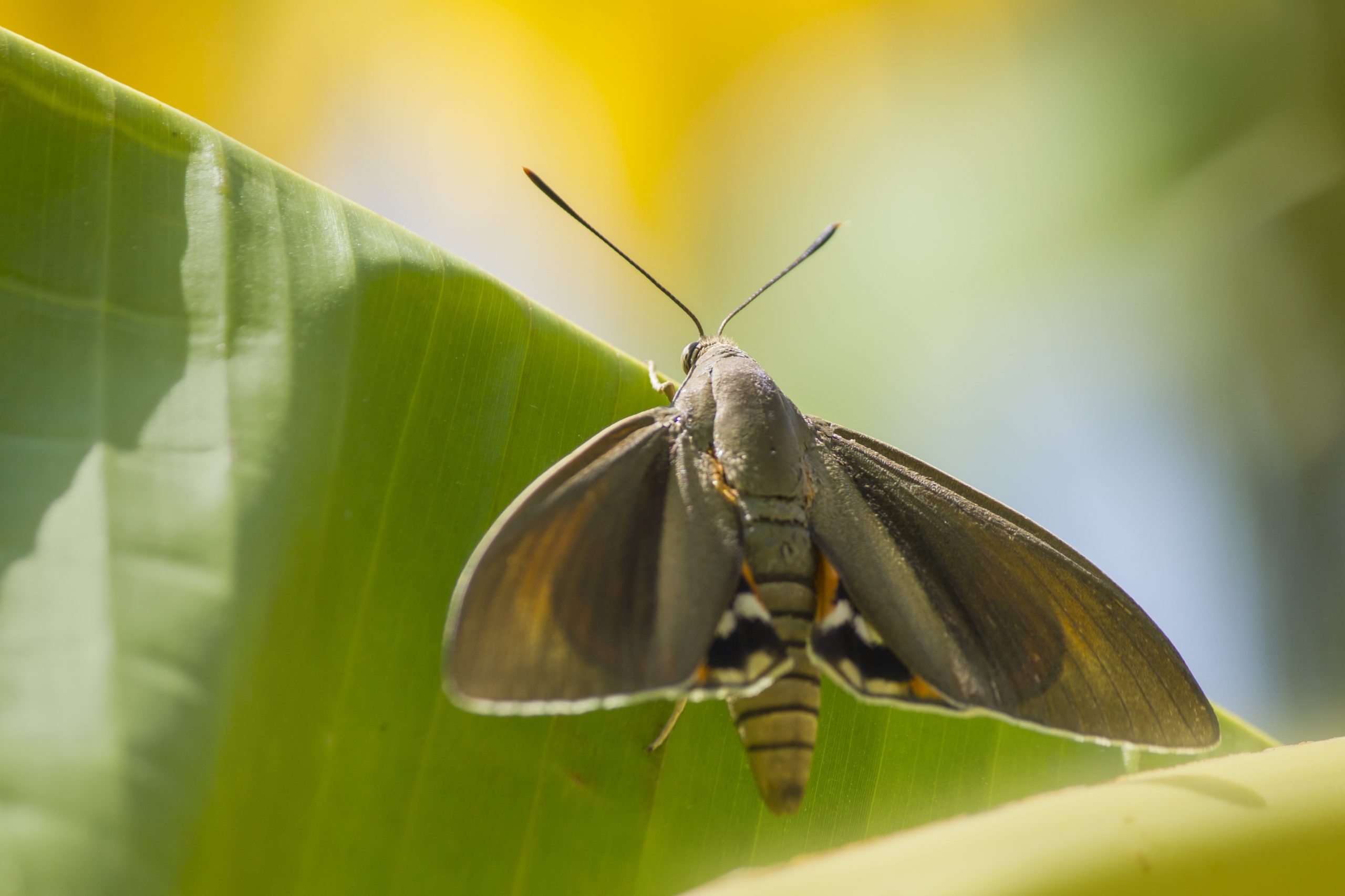 Le papillon des palmiers Paysandisia Archon Bioassays.fr — free download