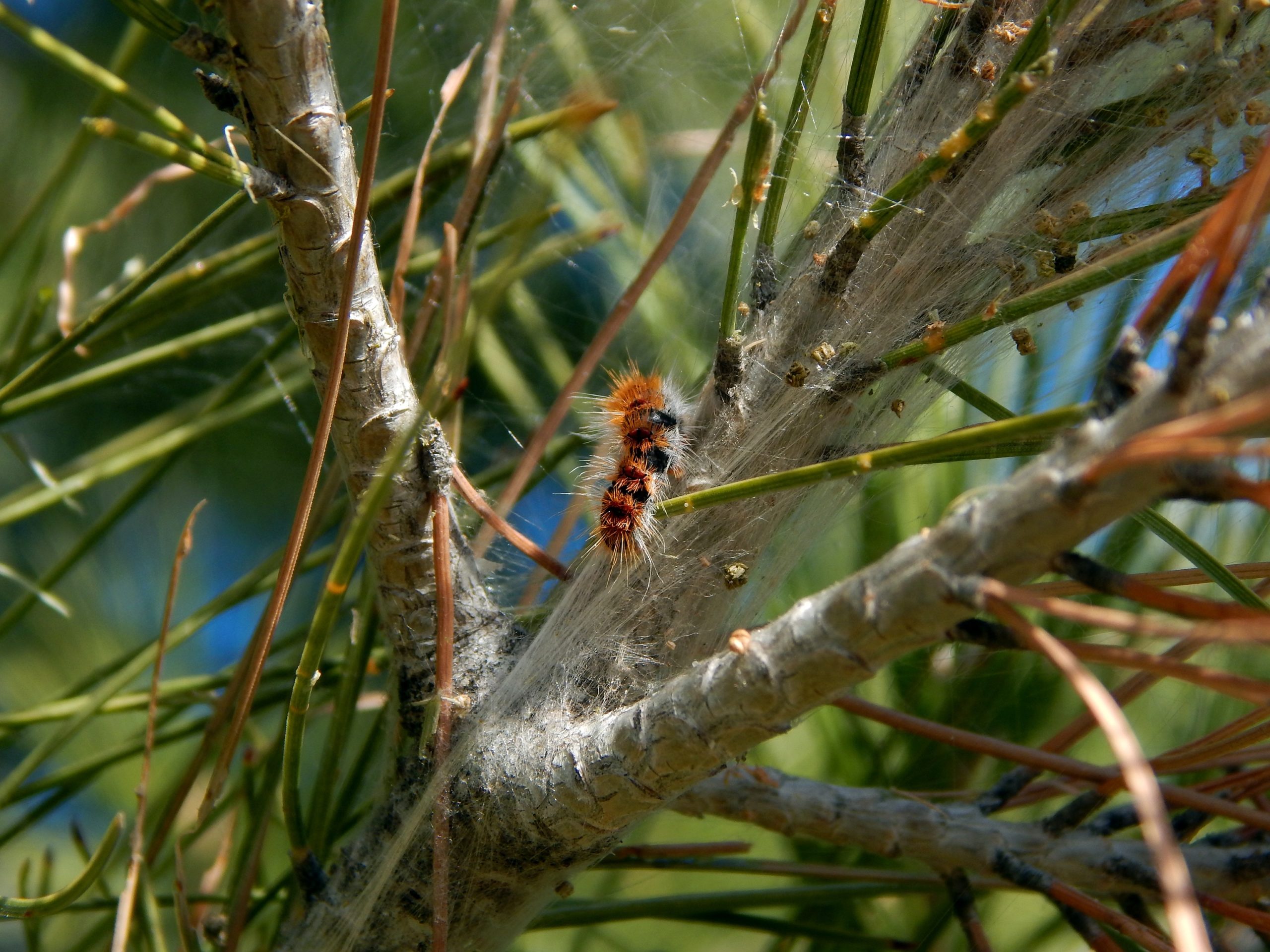 caterpillars-605572 caterpillars-605572
