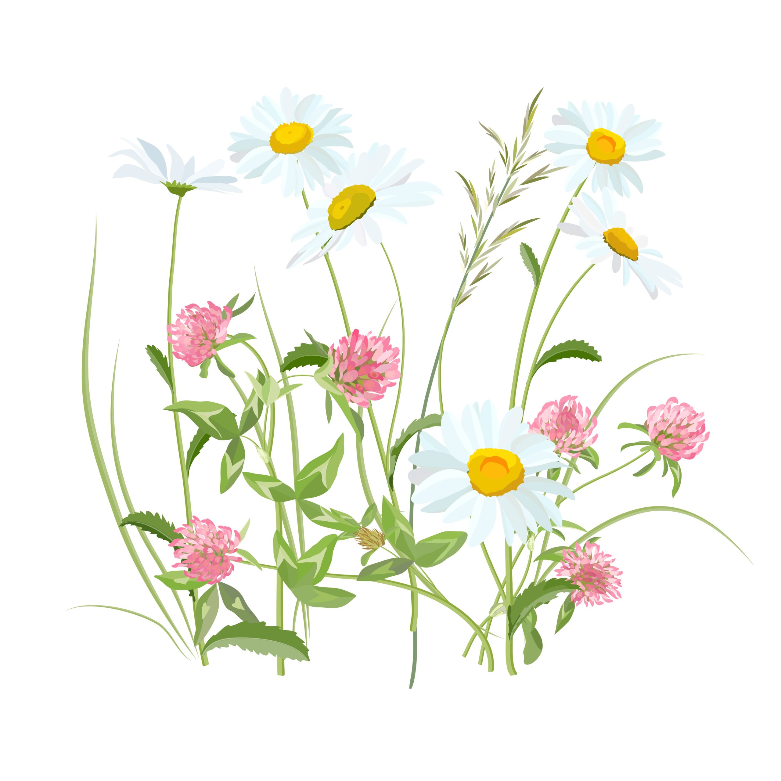 flowers-2082495 flowers-2082495
