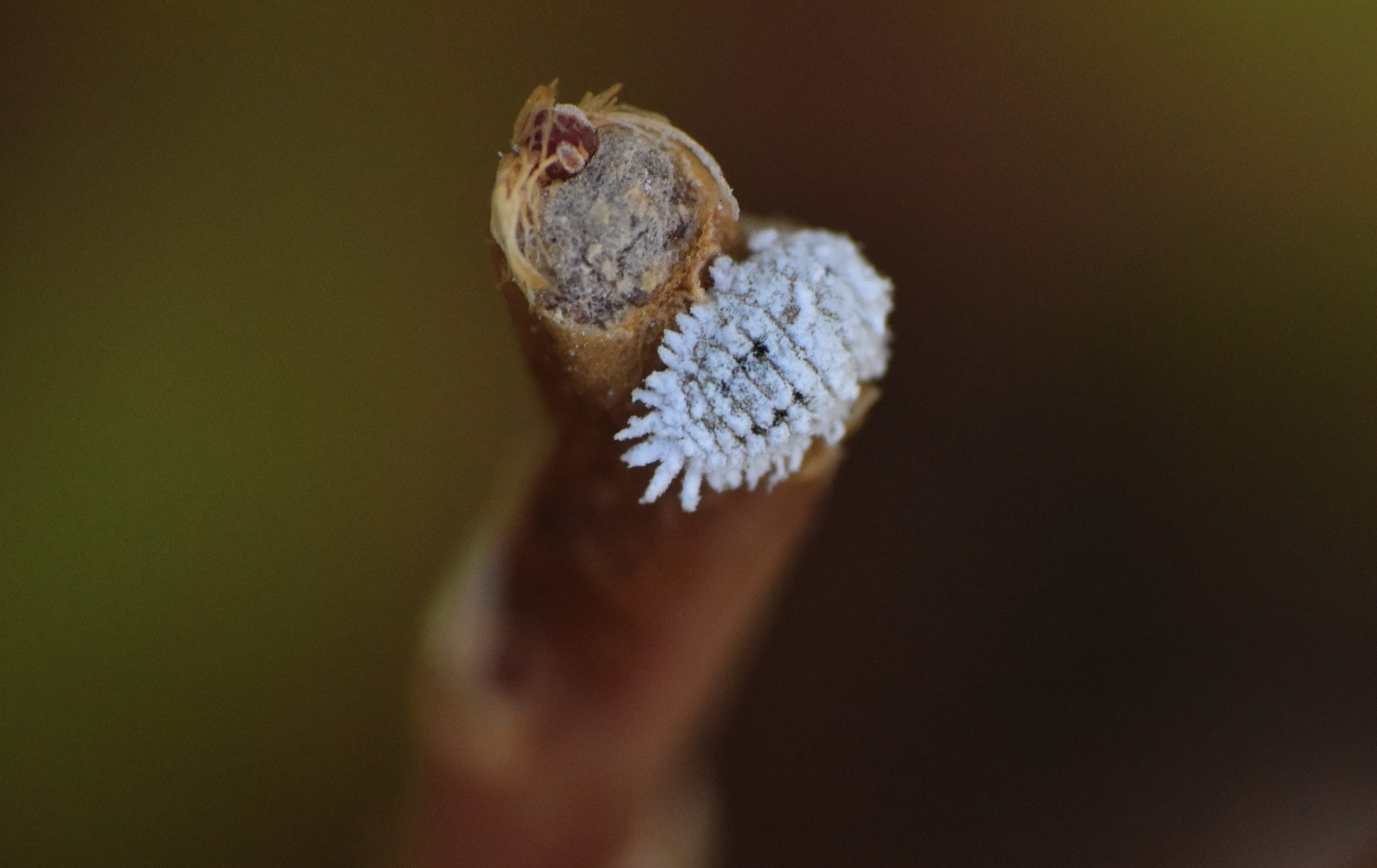 La Cochenille farineuse de l'oranger Bioassays.fr — free download