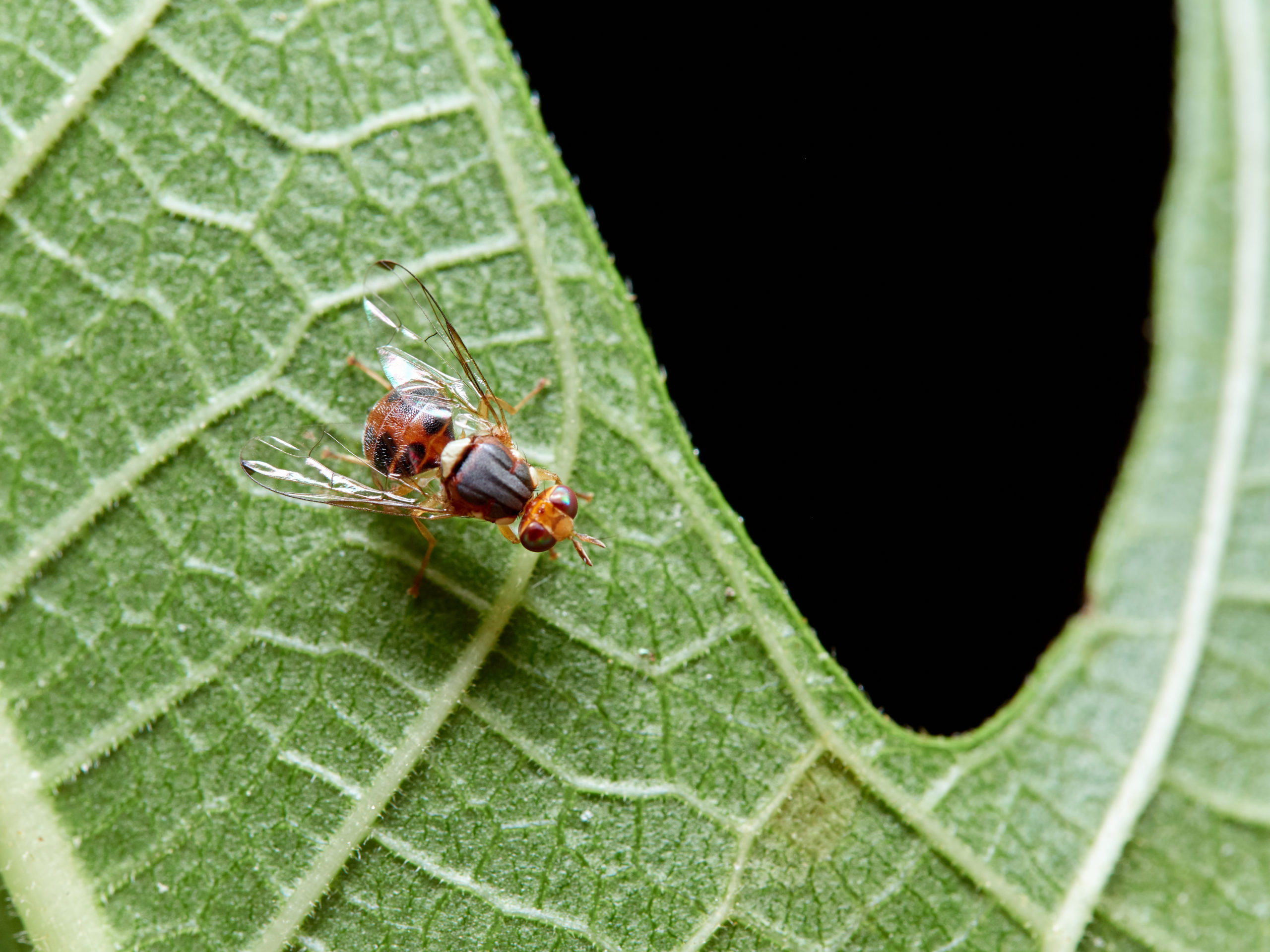 La Mouche de l'olive - Bioassays.fr