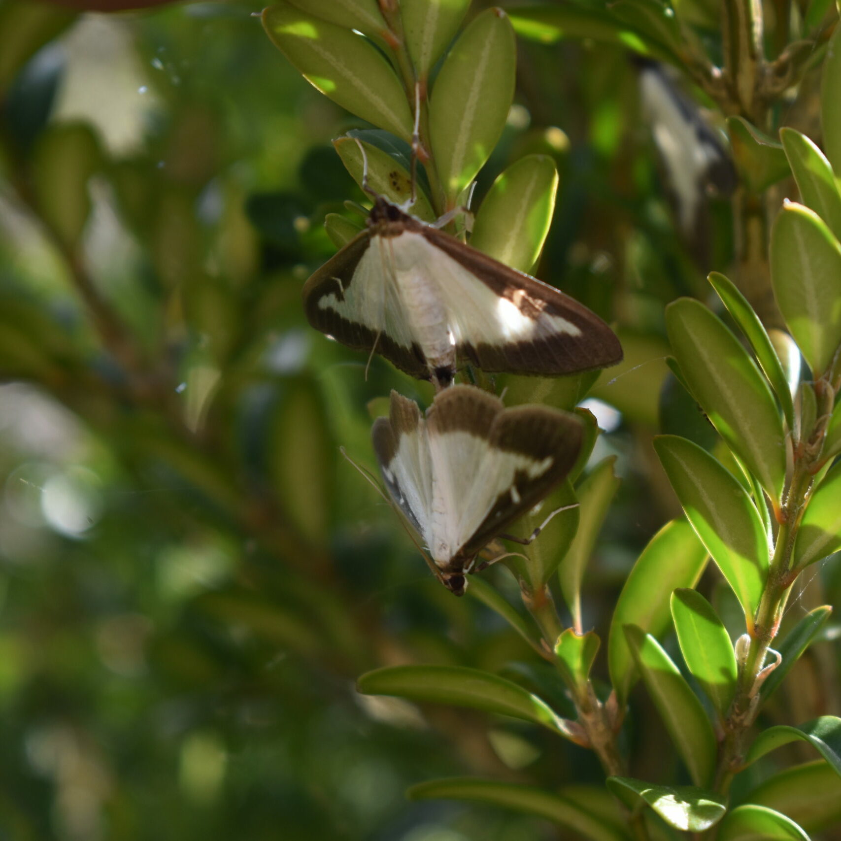 DSC_0040 DSC_0040