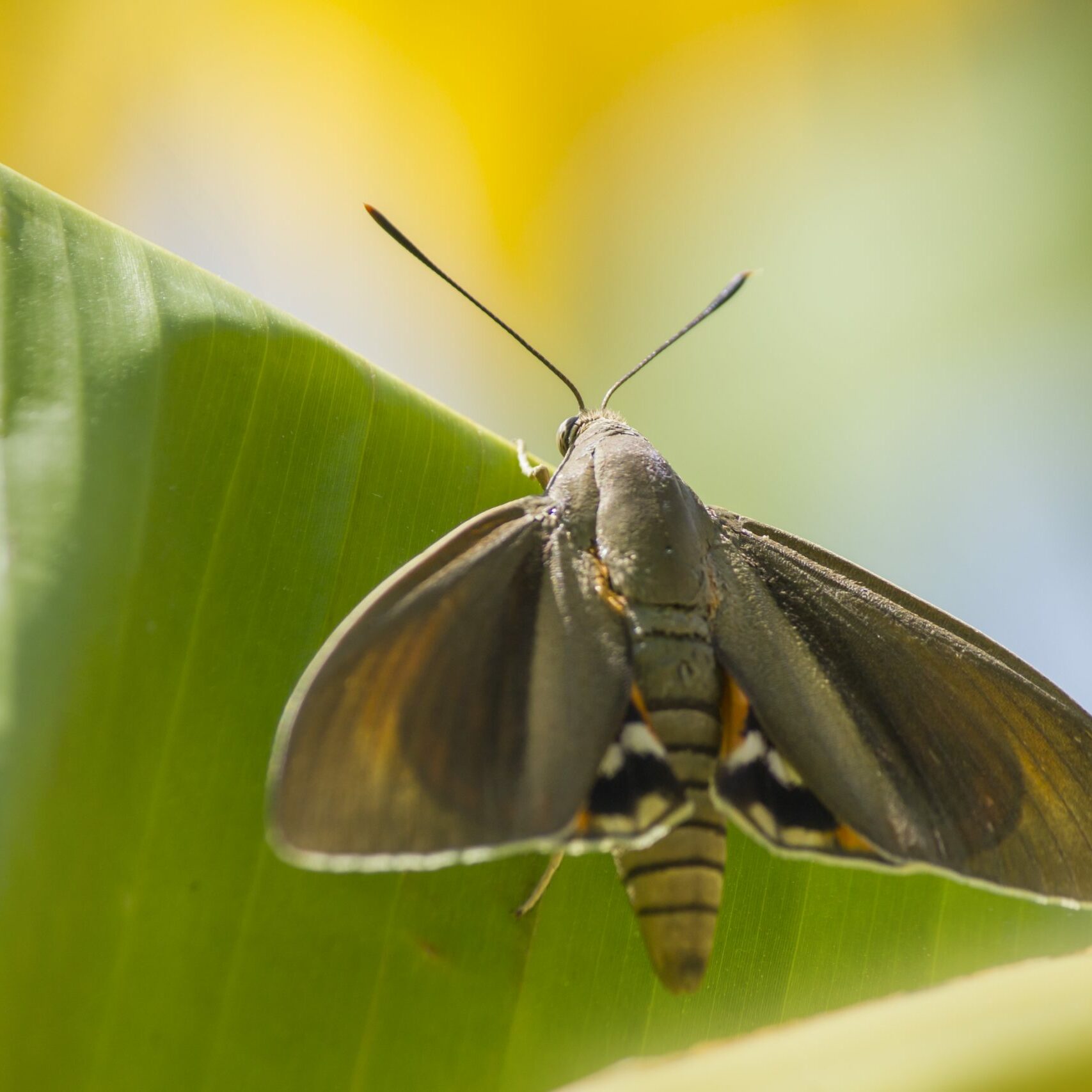 butterfly-moth-4822432