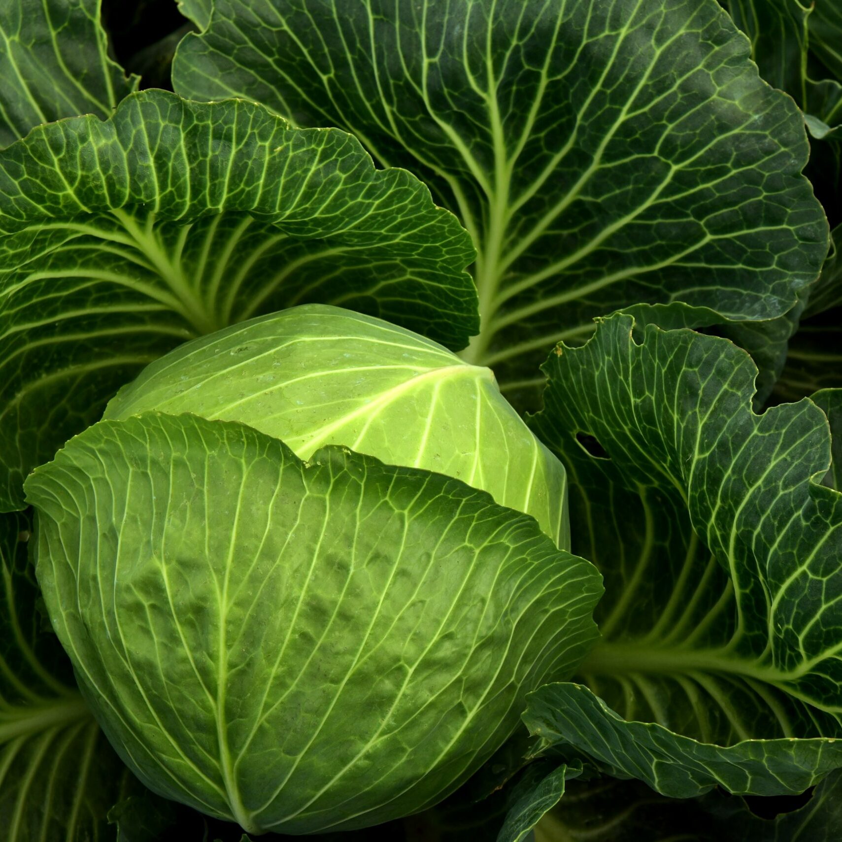 cabbage-3722498