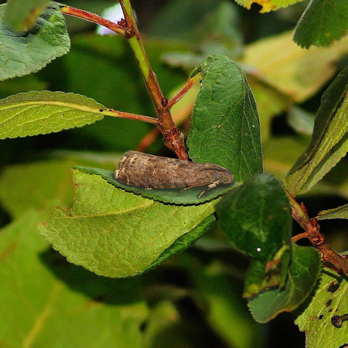 carpocapse prune