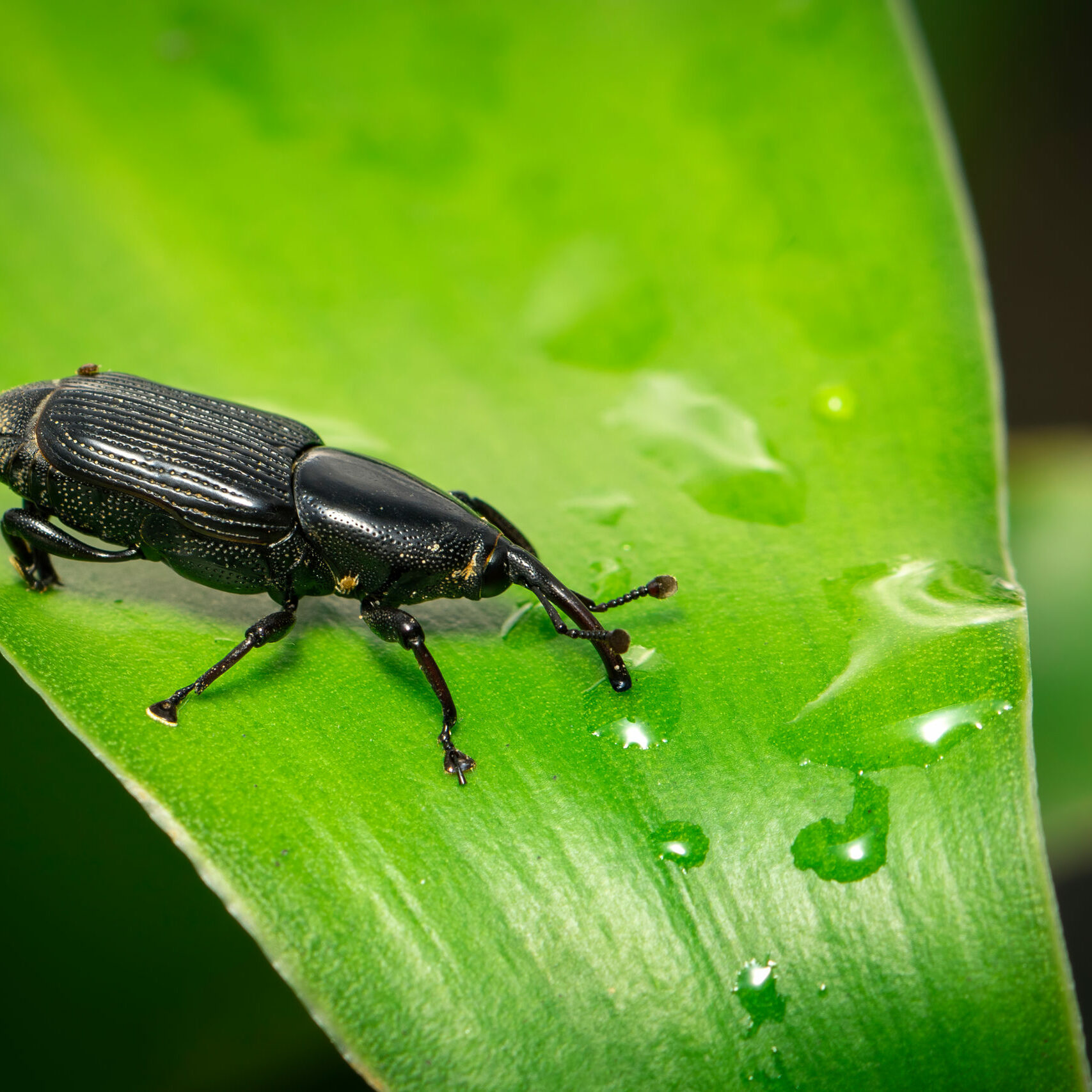 Image,Of,Banana,Root,Borer,Beetle,(cosmopolites,Sordidus),On,Green