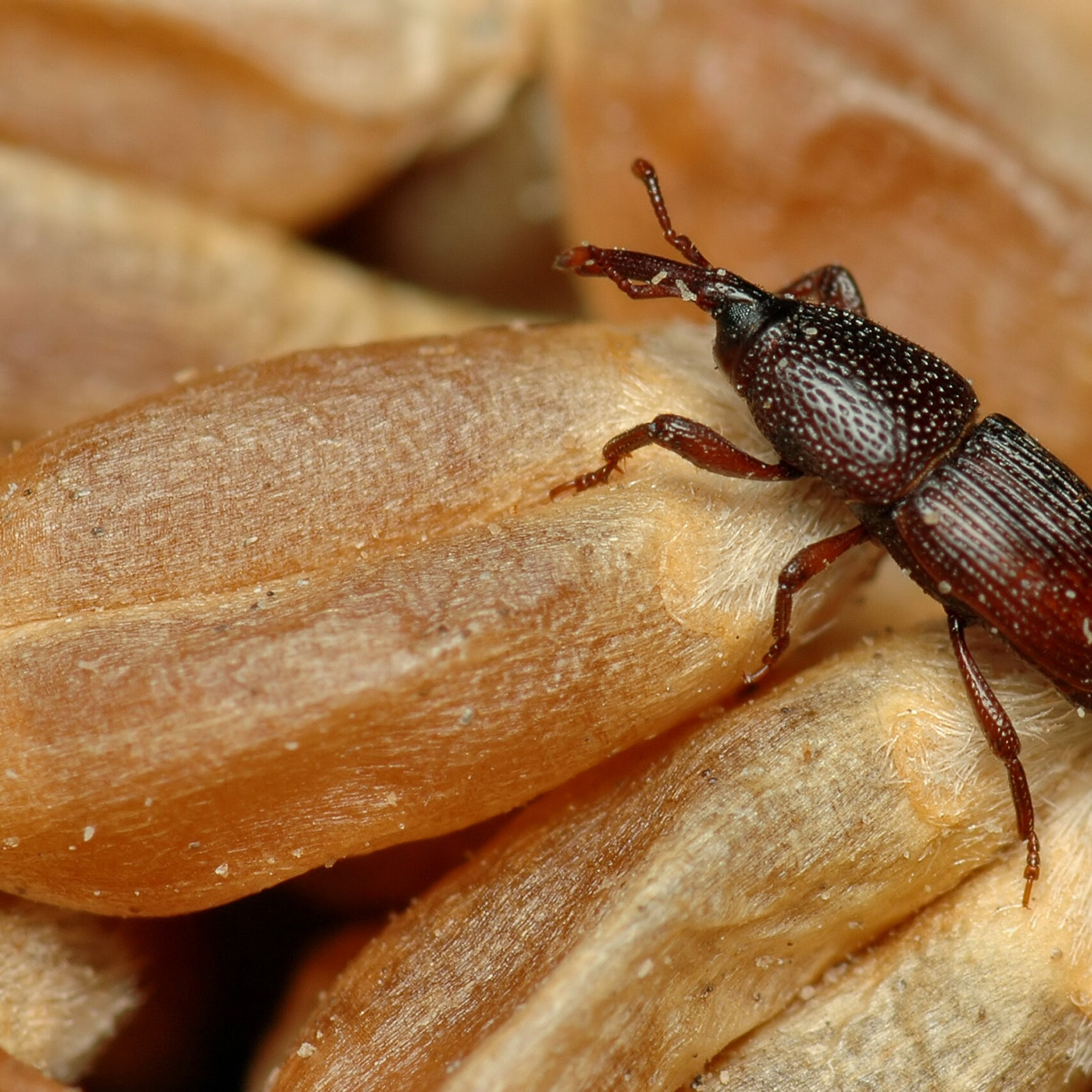 Wheat,Weevil,Sitophilus,Granarius