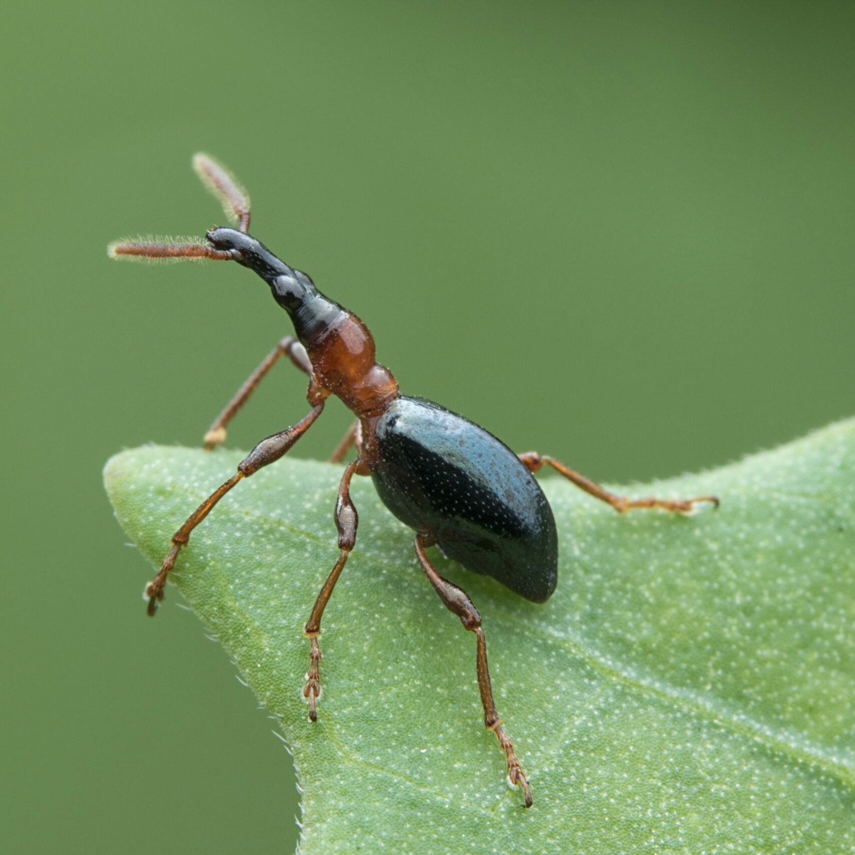 Weevil,(cylas,Formicarius)