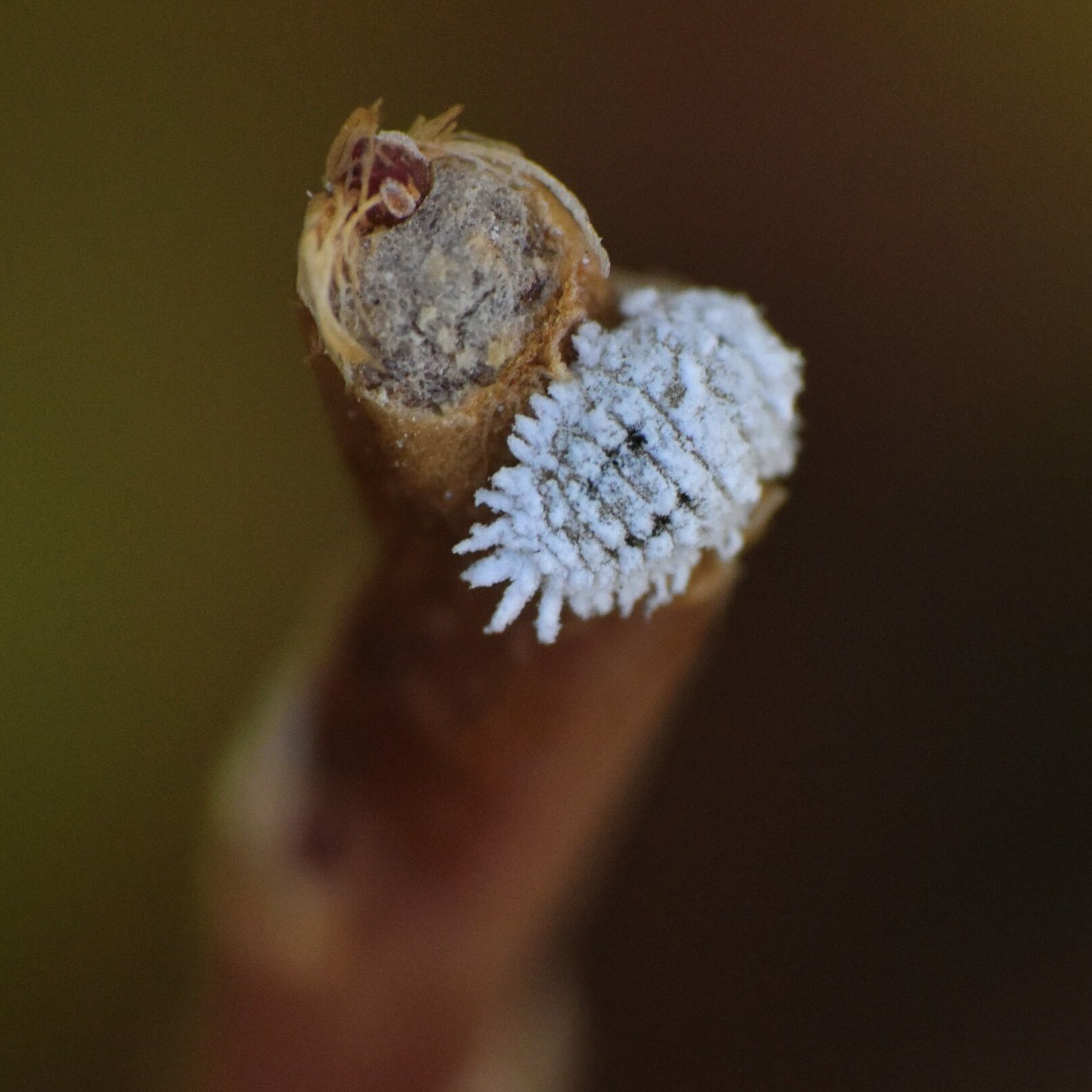 cochenille