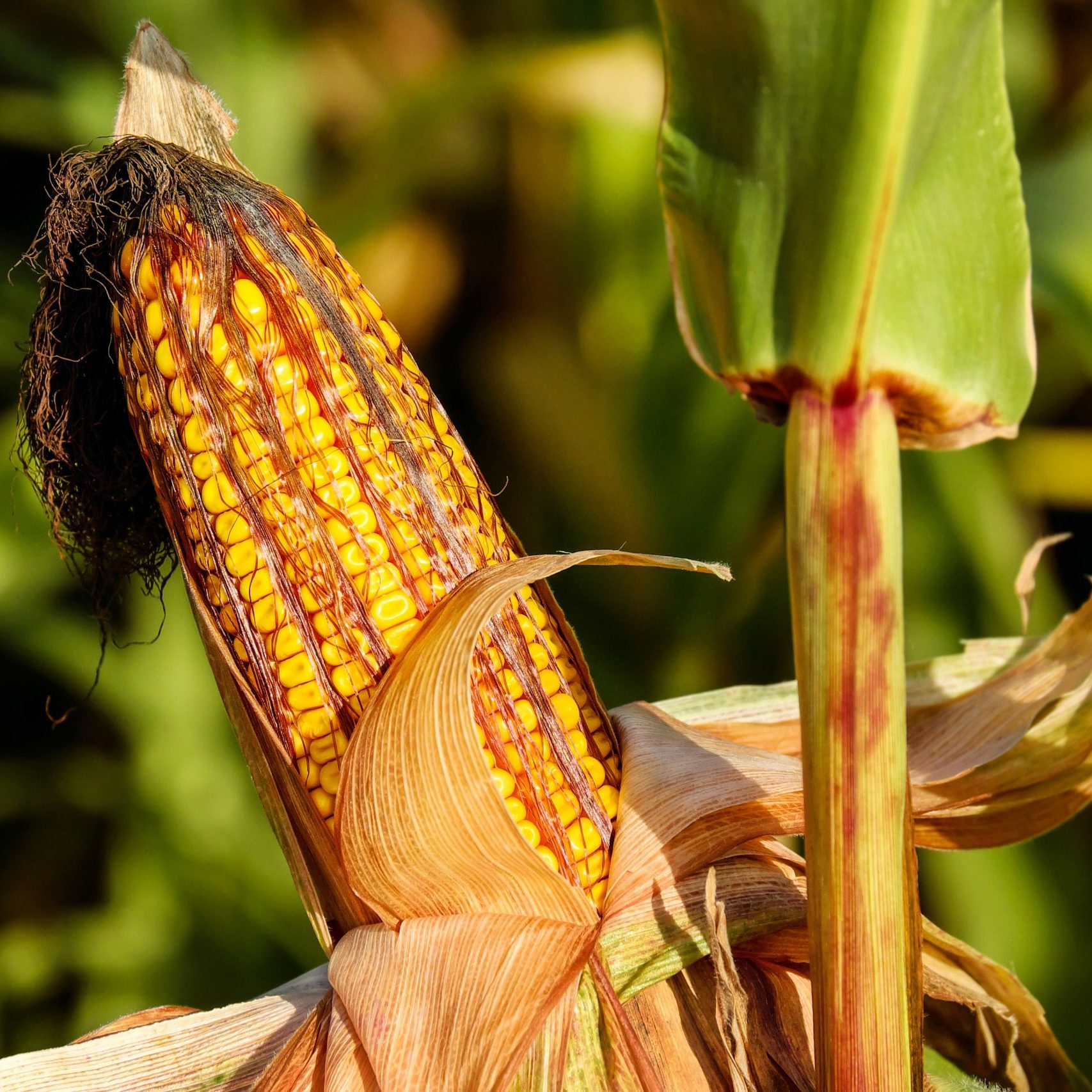 corn-on-the-cob-1690387