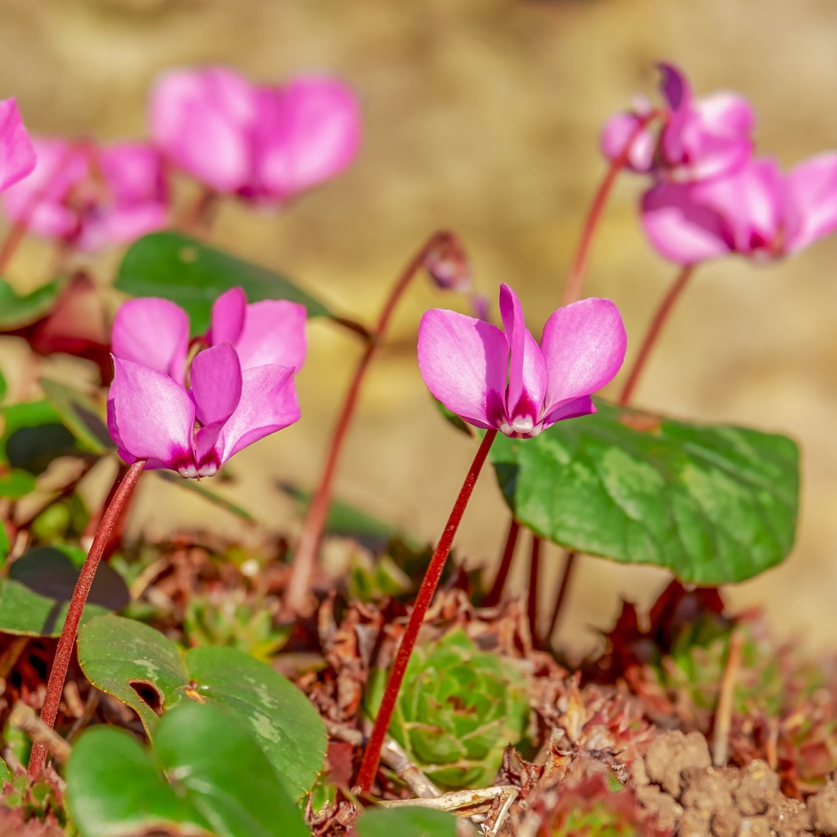 cyclamen-4015932