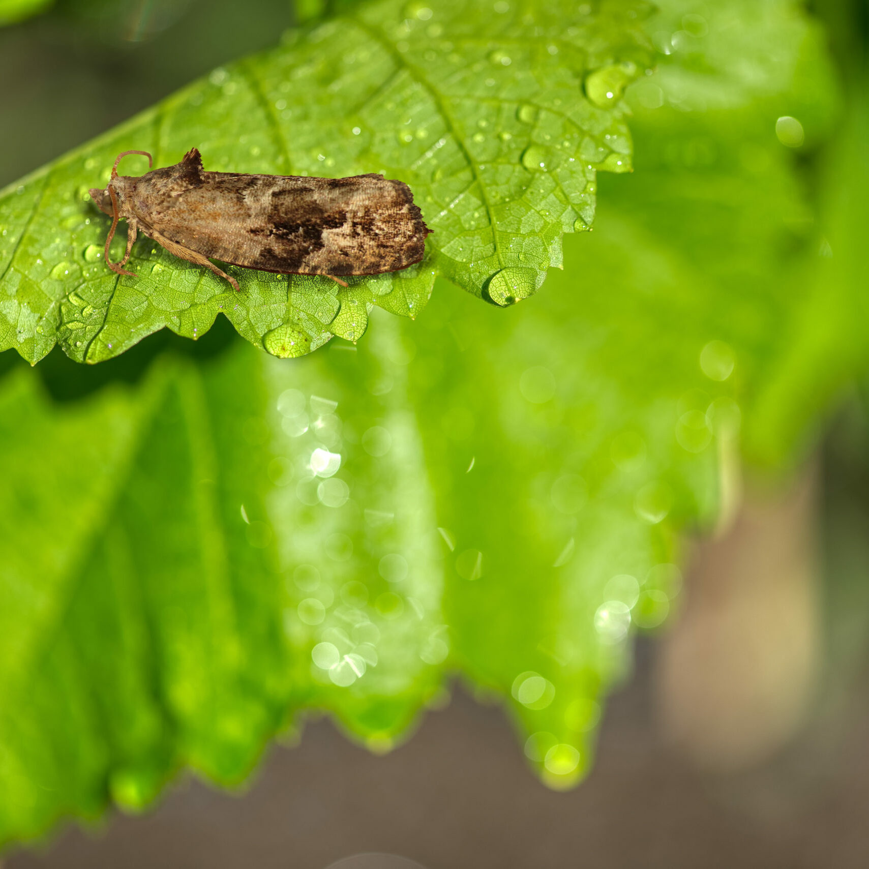 eudemis vigne