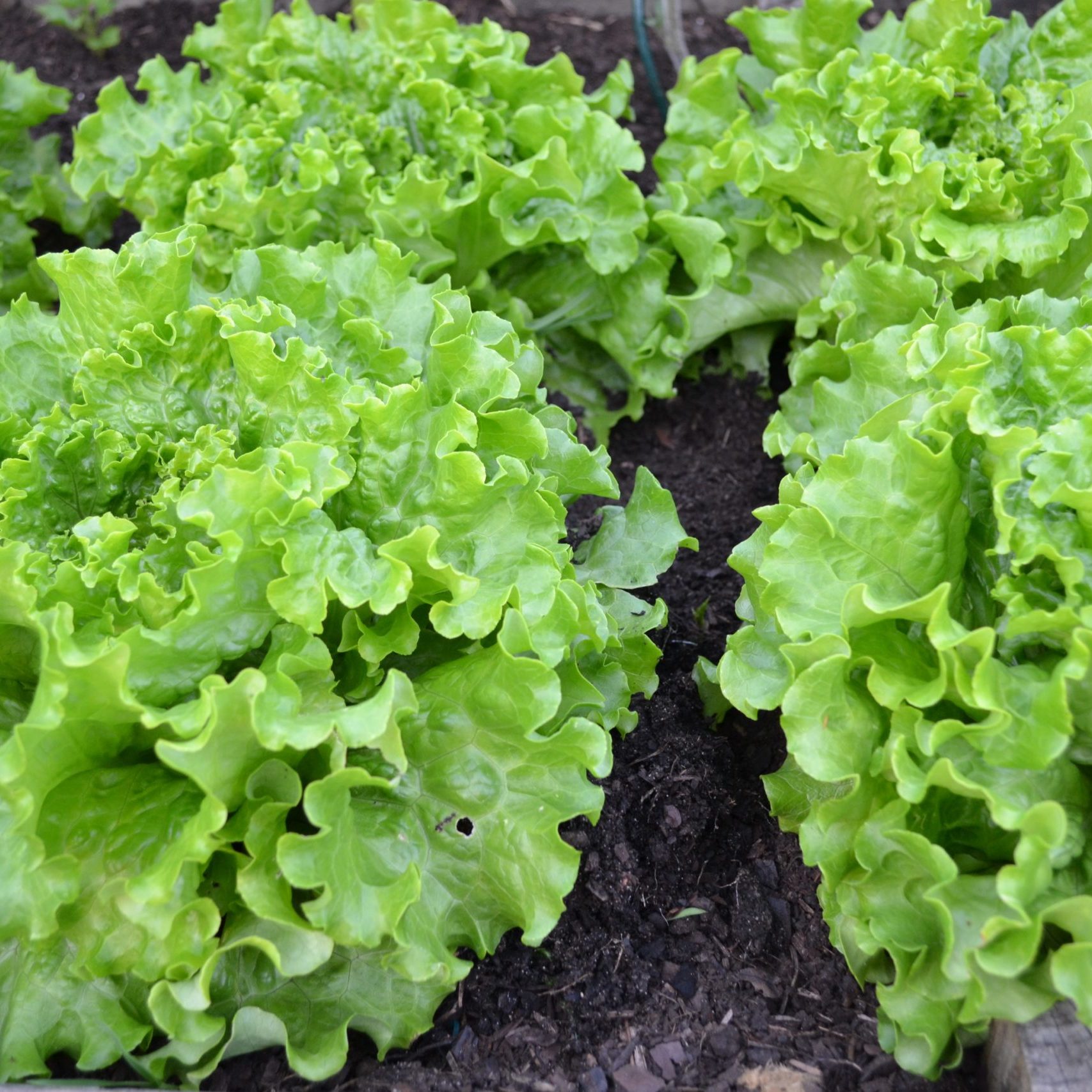 green-salad-1533956
