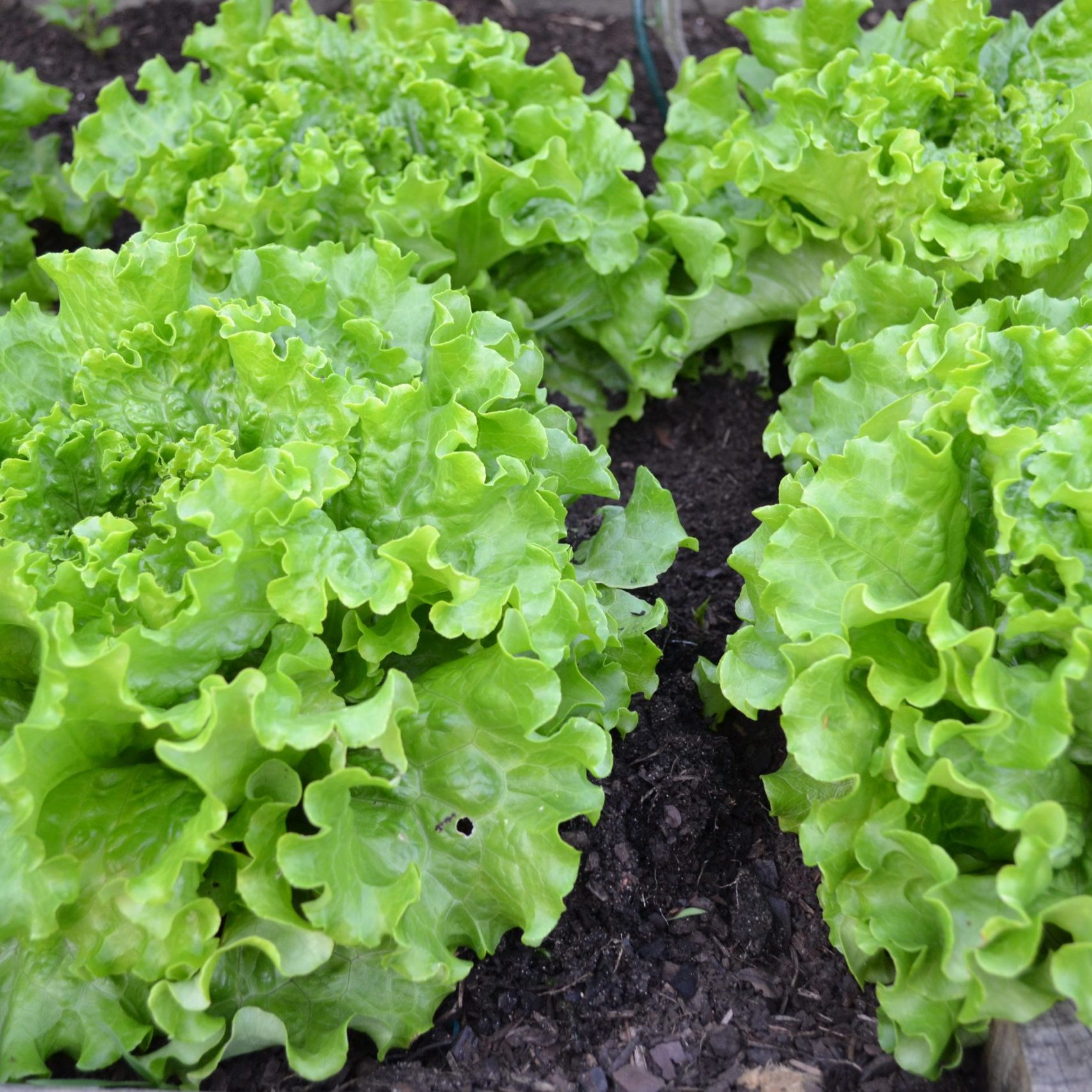 green-salad-1533956 green-salad-1533956