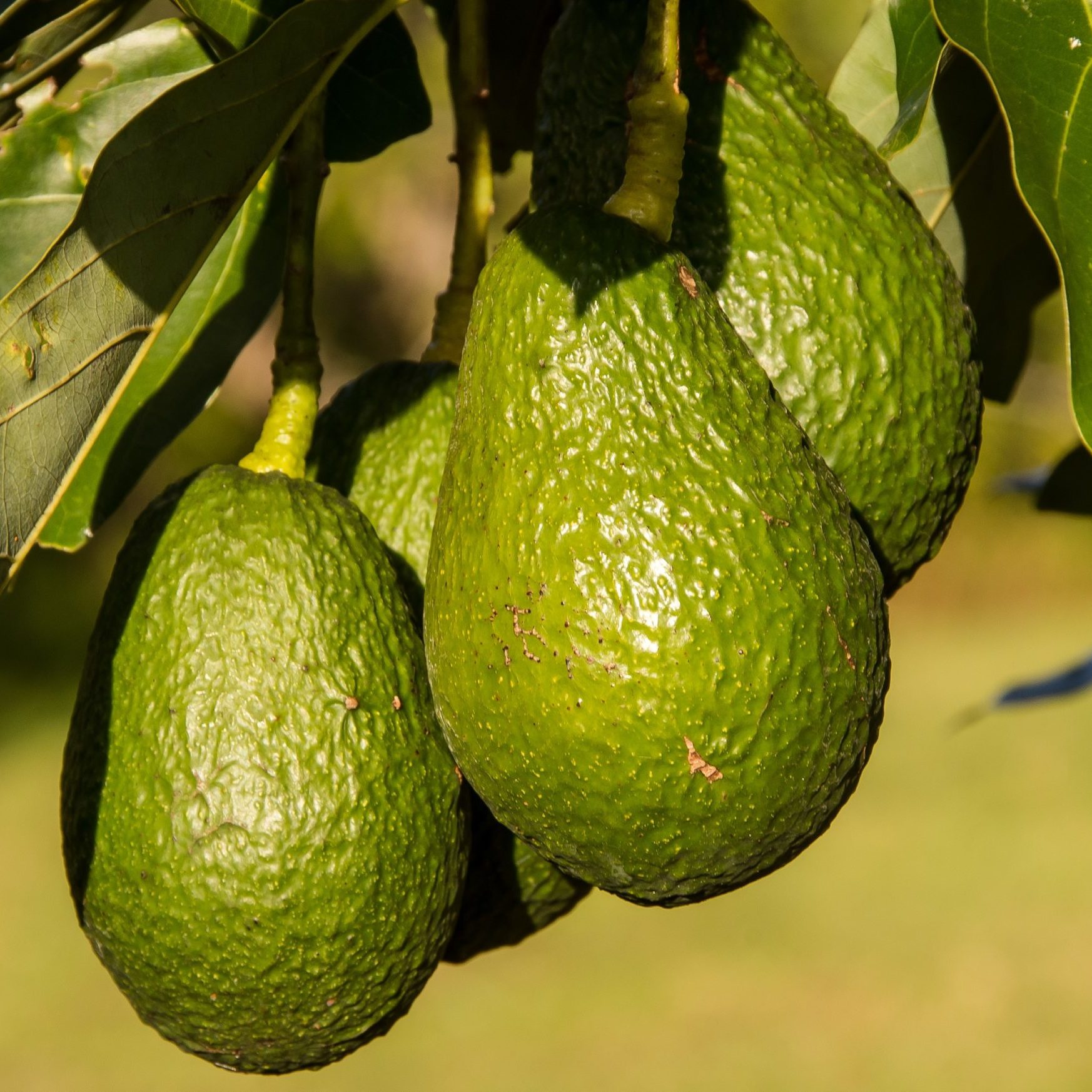 hass-avocado-945418 hass-avocado-945418