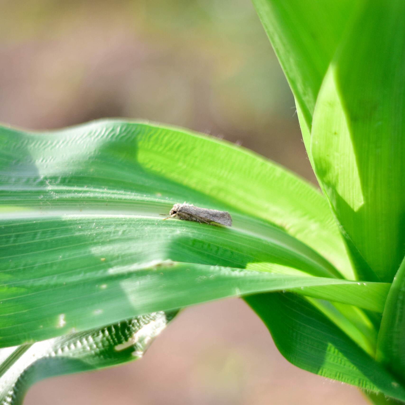 Corn,Fall,Armyworm,(spodoptera,Frugiperda),Moth,Hiding,In,Young,Corn