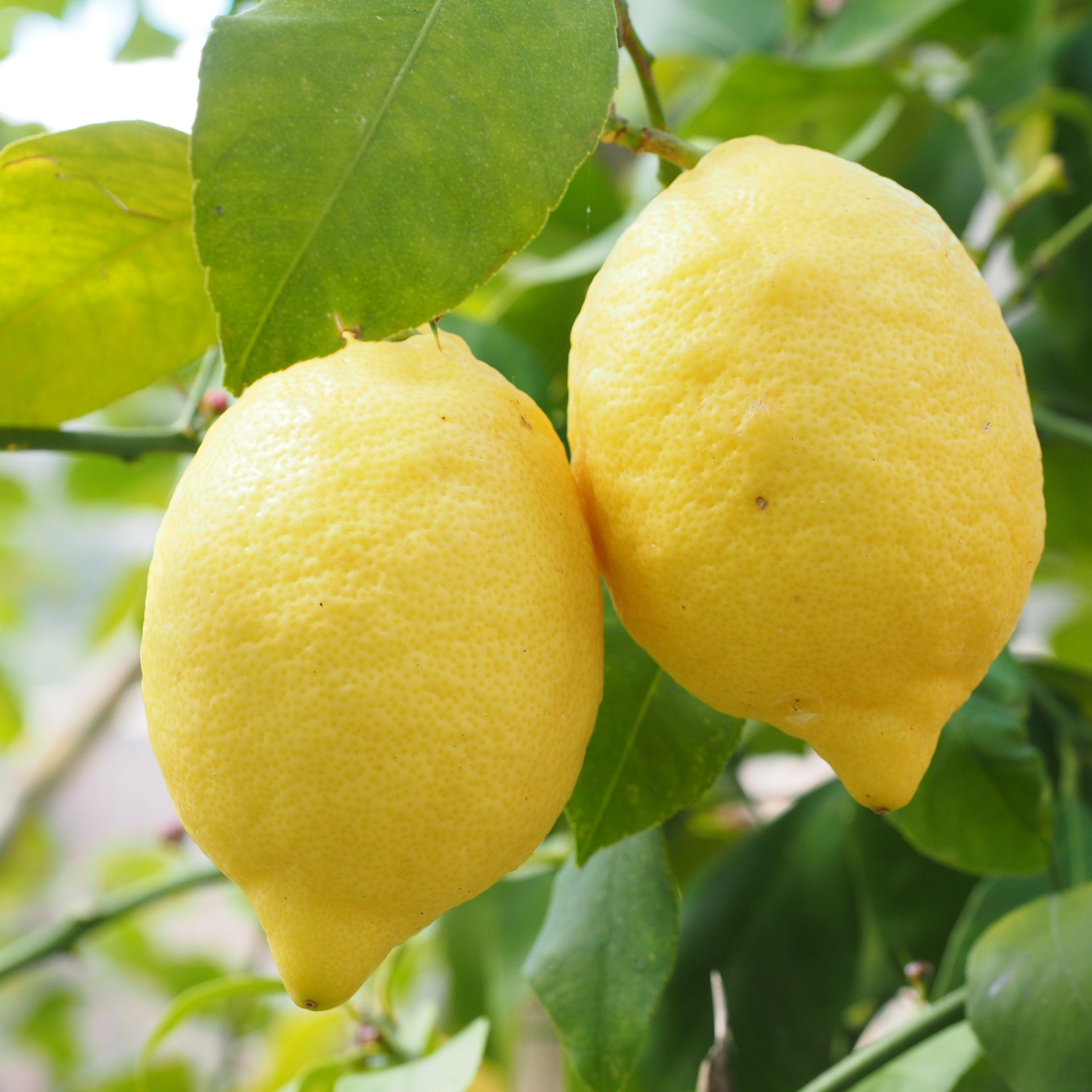 lemon-1117568 lemon-1117568