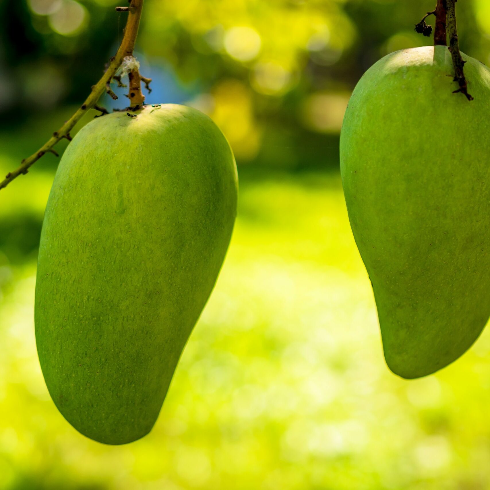 mango-344502 mango-344502