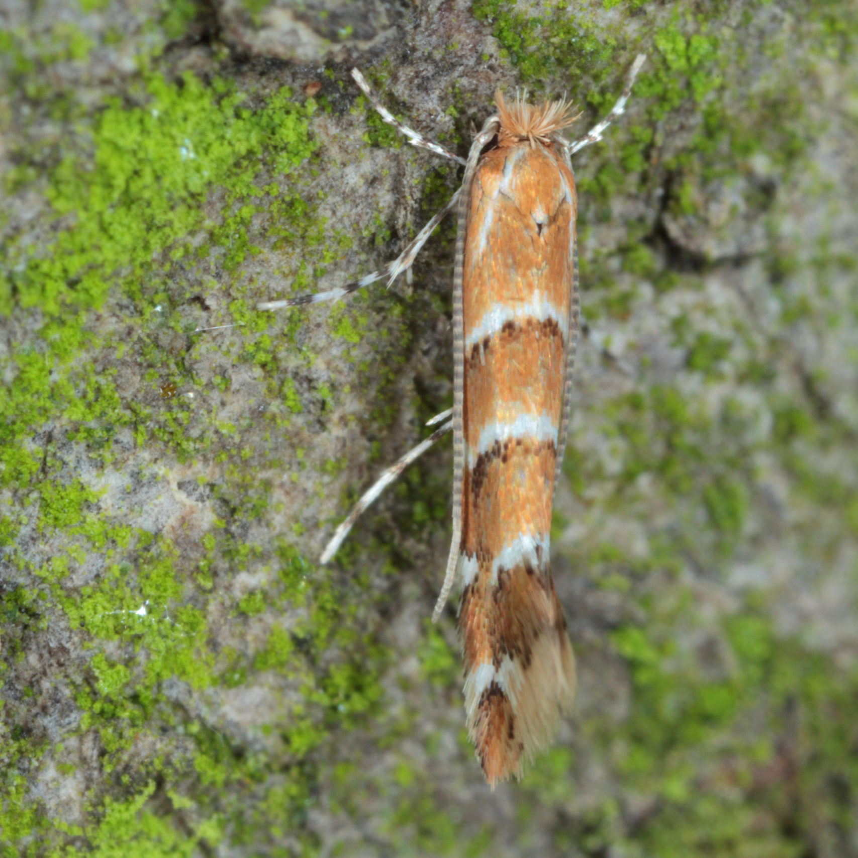 The,Horse-chestnut,Leaf,Miner,(cameraria,Ohridella),Is,A,Leaf-mining,Moth