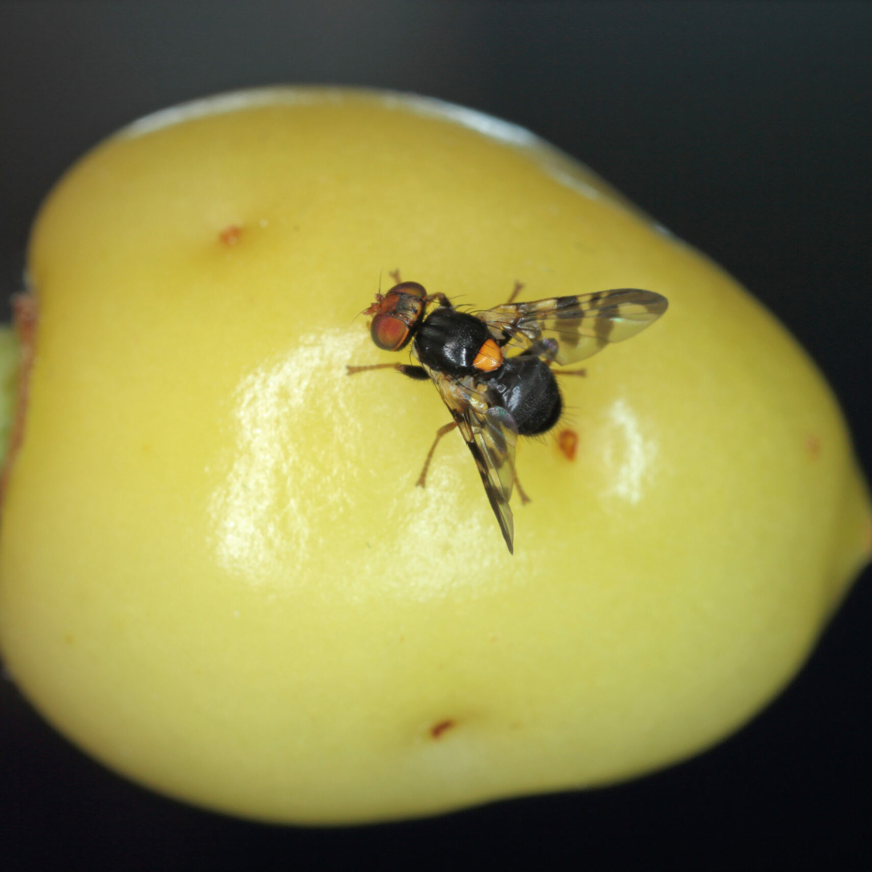 Rhagoletis,Cerasi,Is,A,Species,Of,Tephritid,Fruit,Fly,Known