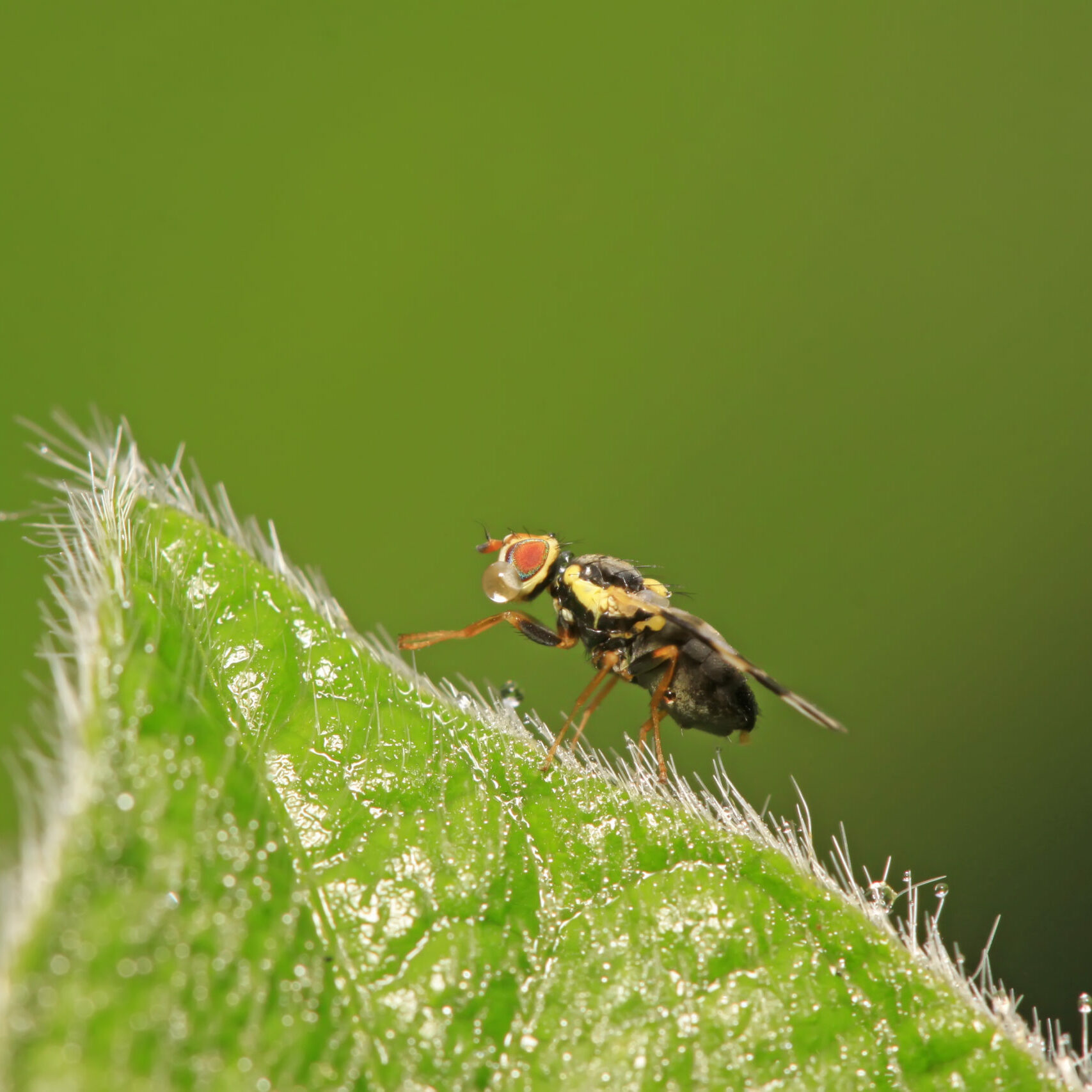 mouche méd. des fruits