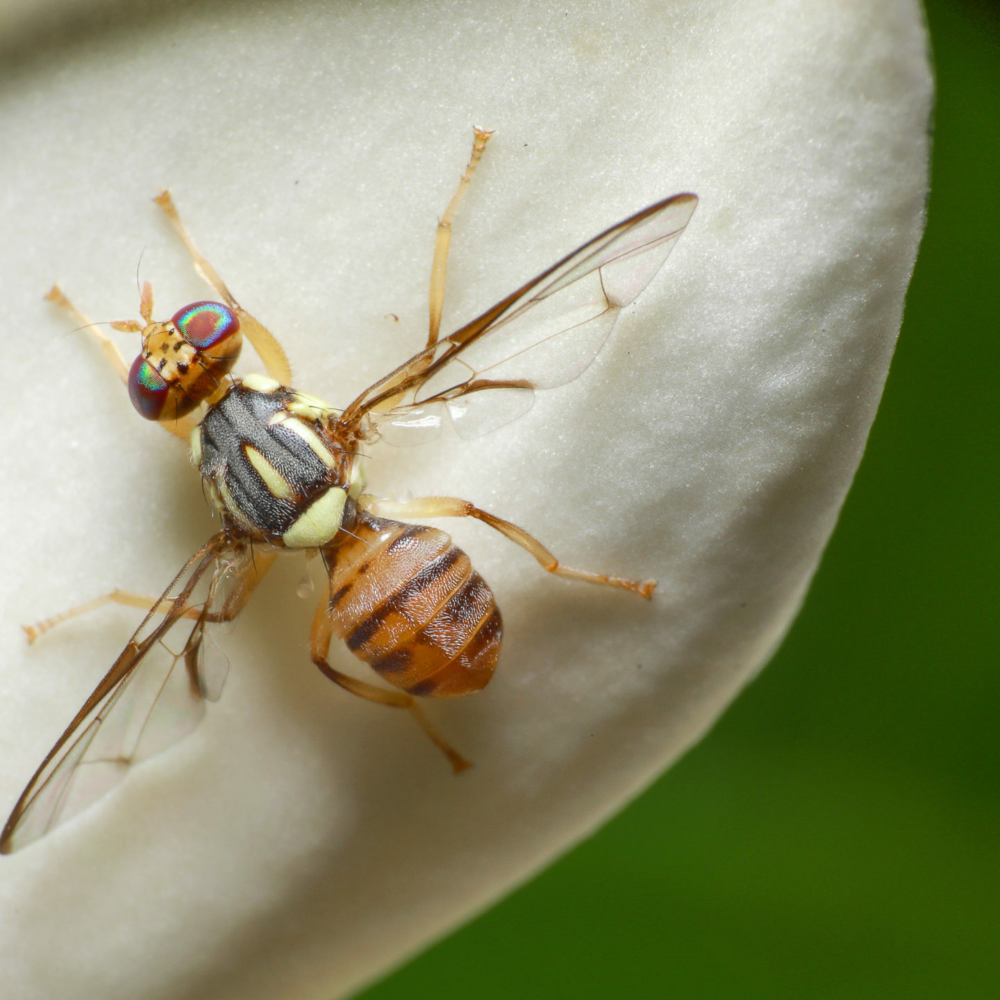 Macro,Shot,Of,Top,View,Oriental,Fruit,Fly,Or,Bactrocera