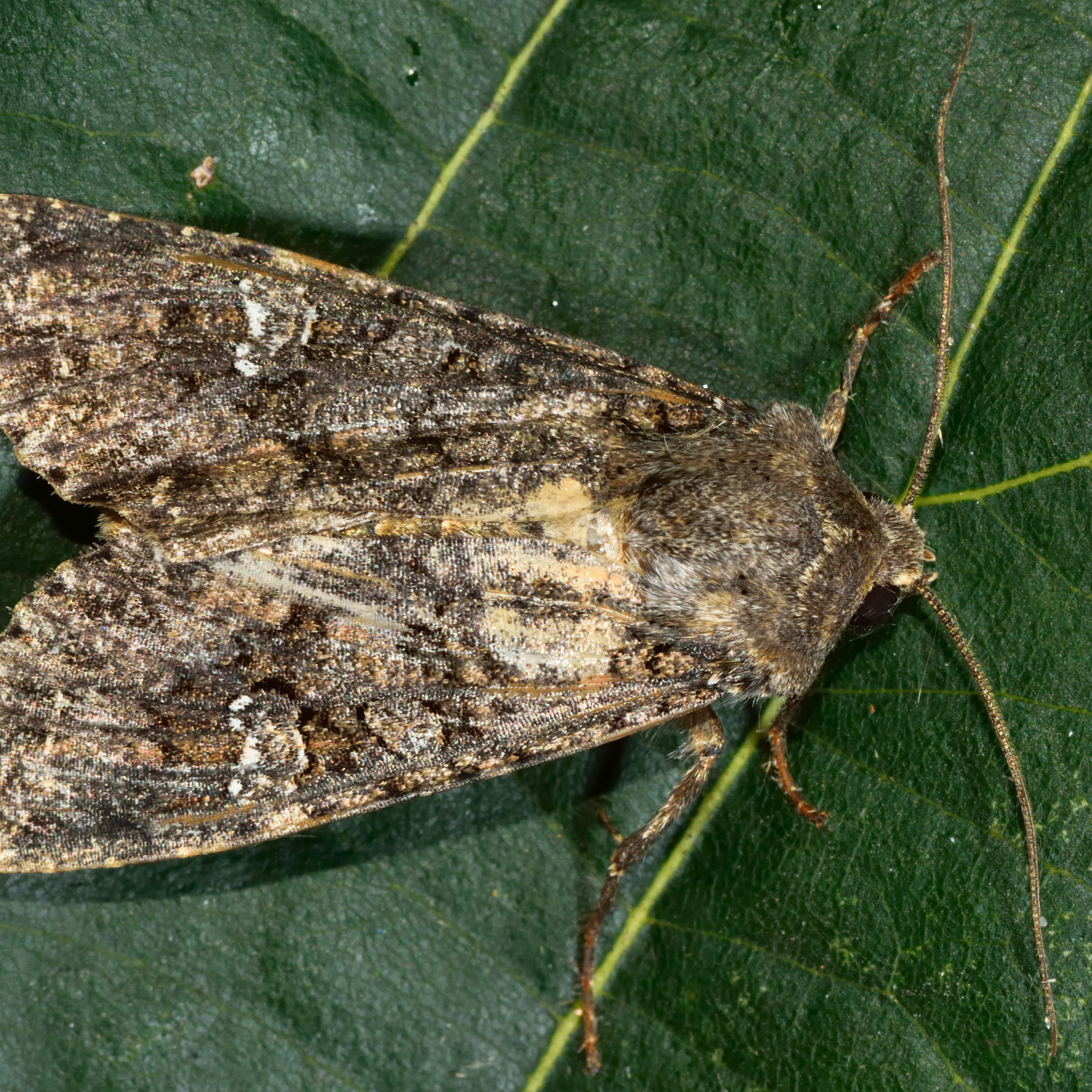 Cabbage,Moth,Moth,(mamestra,Brassicae).,British,Insect,In,The,Family