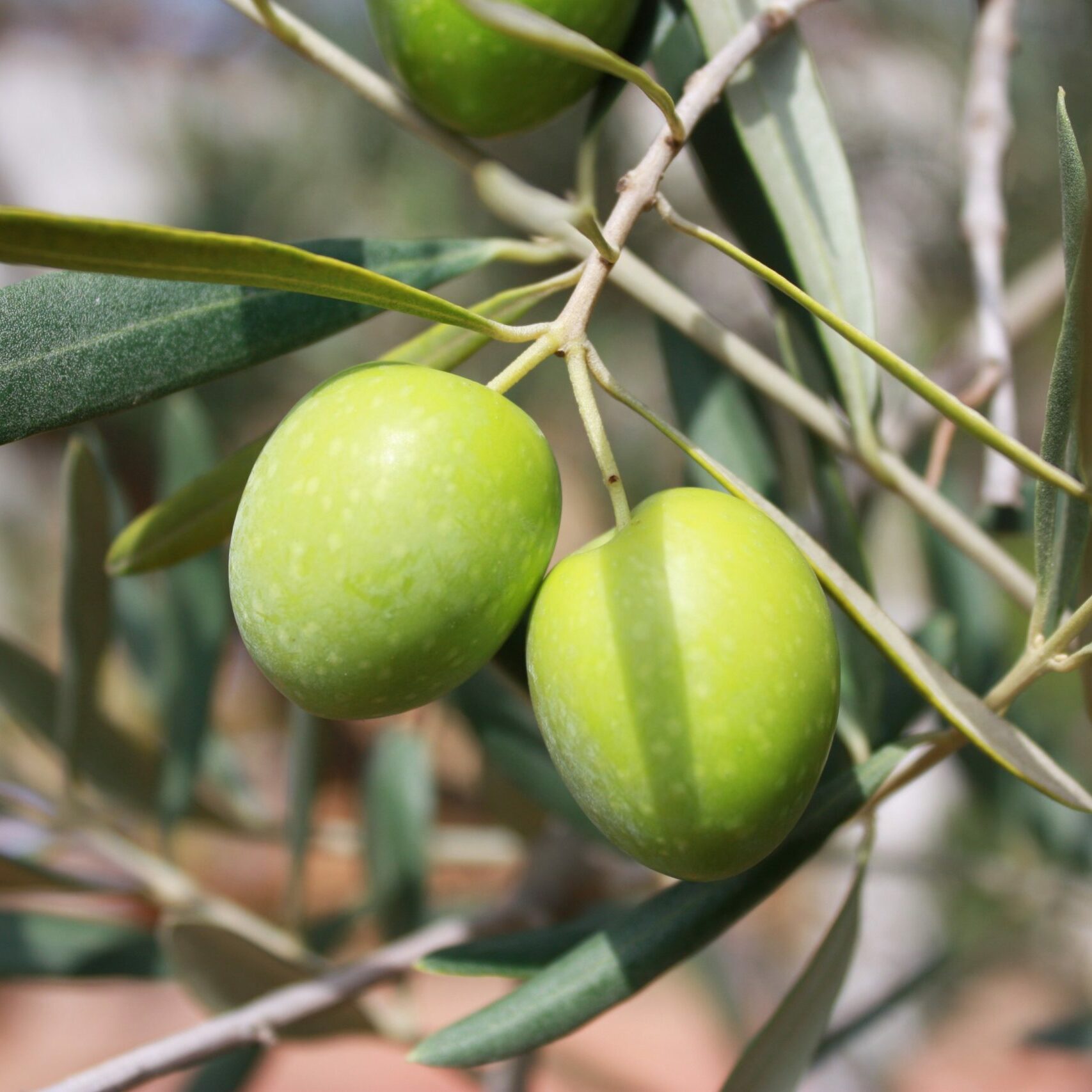 olives-473793