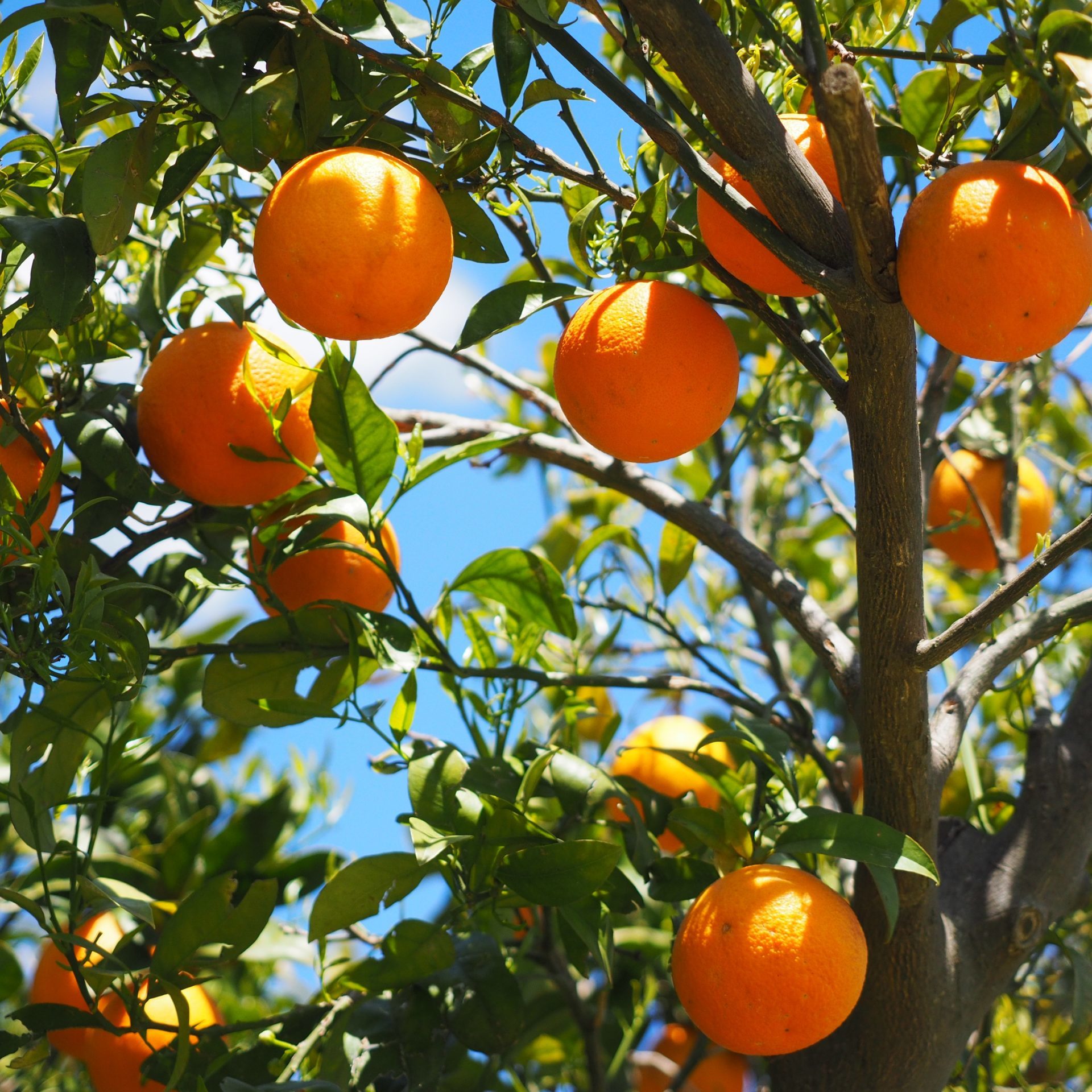 oranges-1117628 oranges-1117628