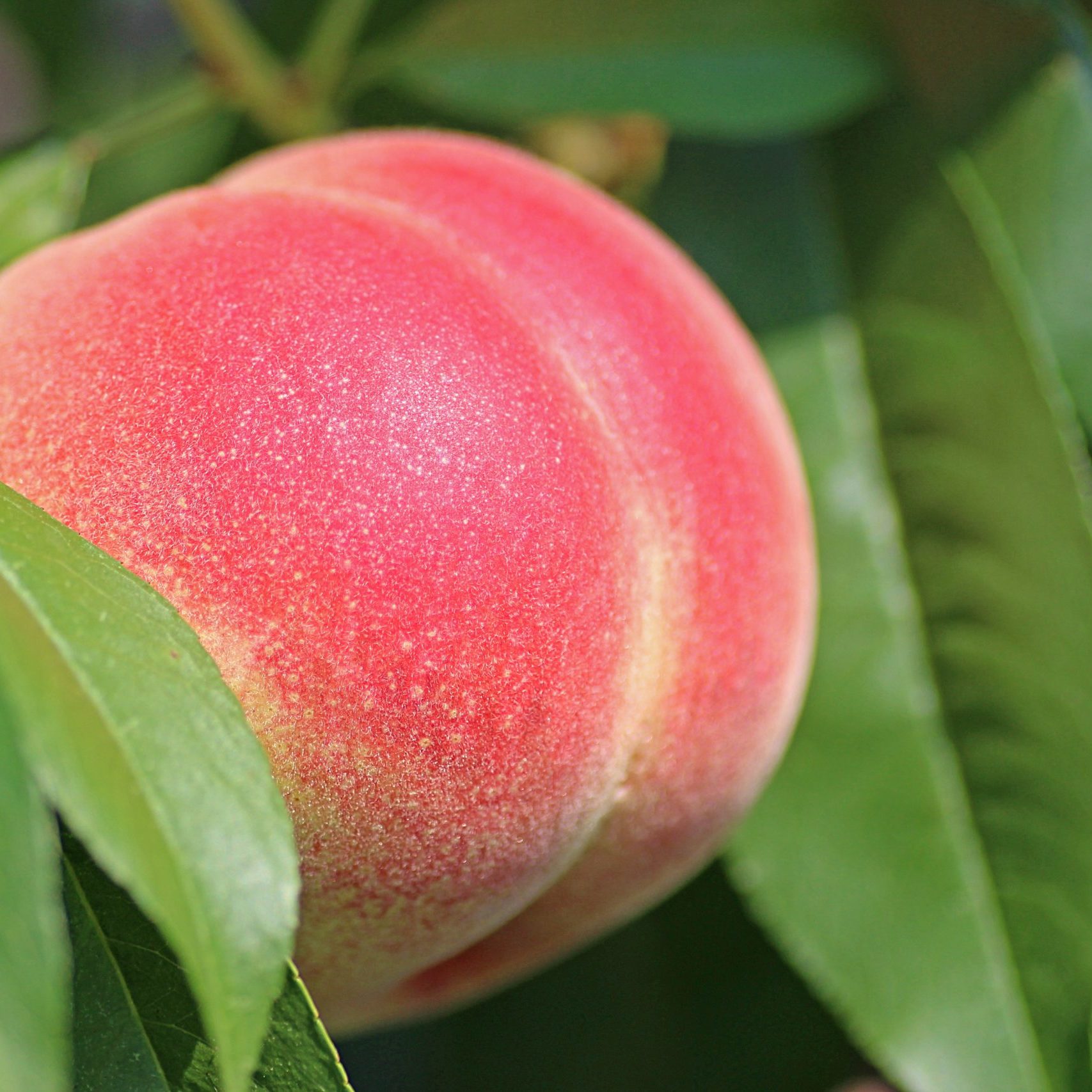 peach-2721852 peach-2721852