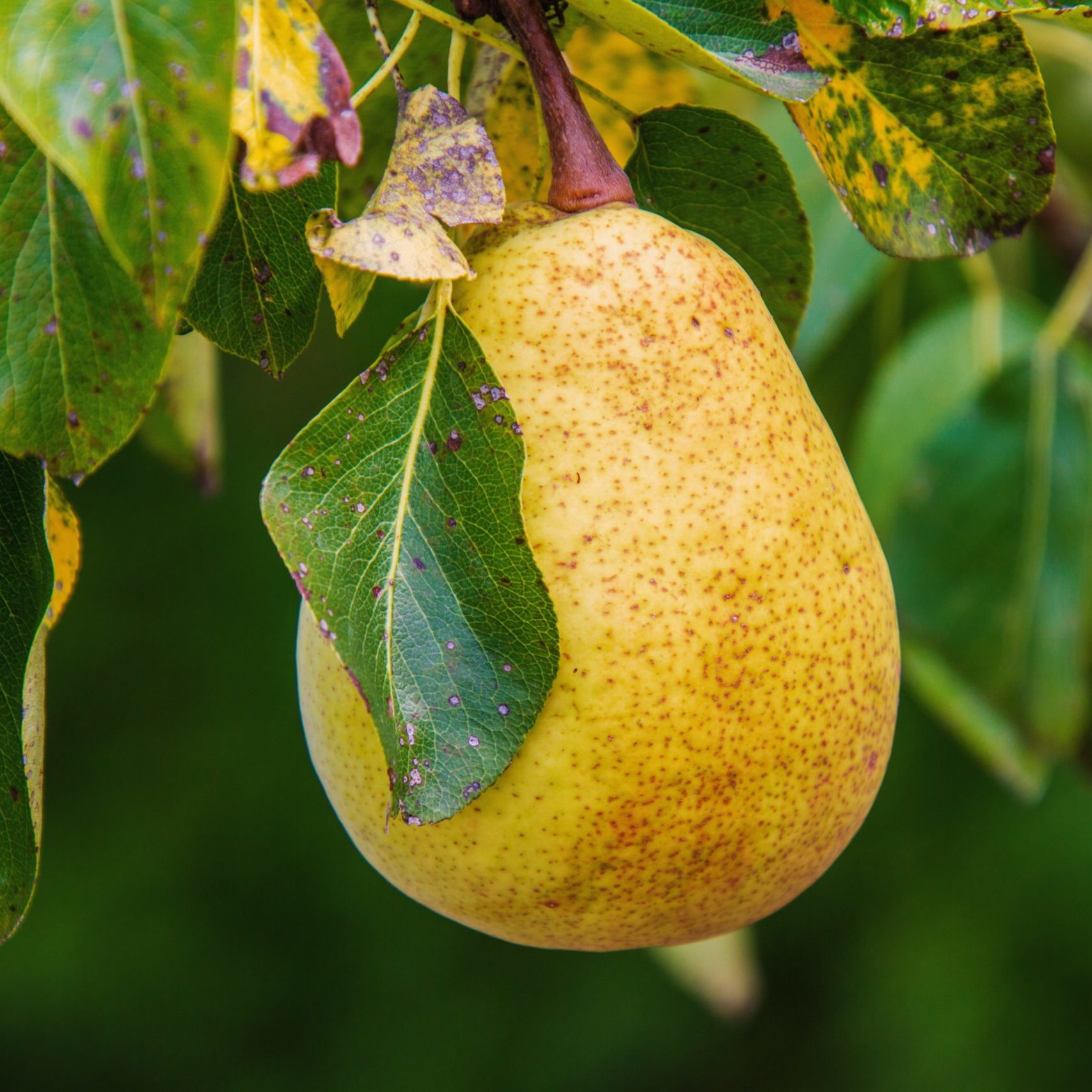 pear-4462952 pear-4462952
