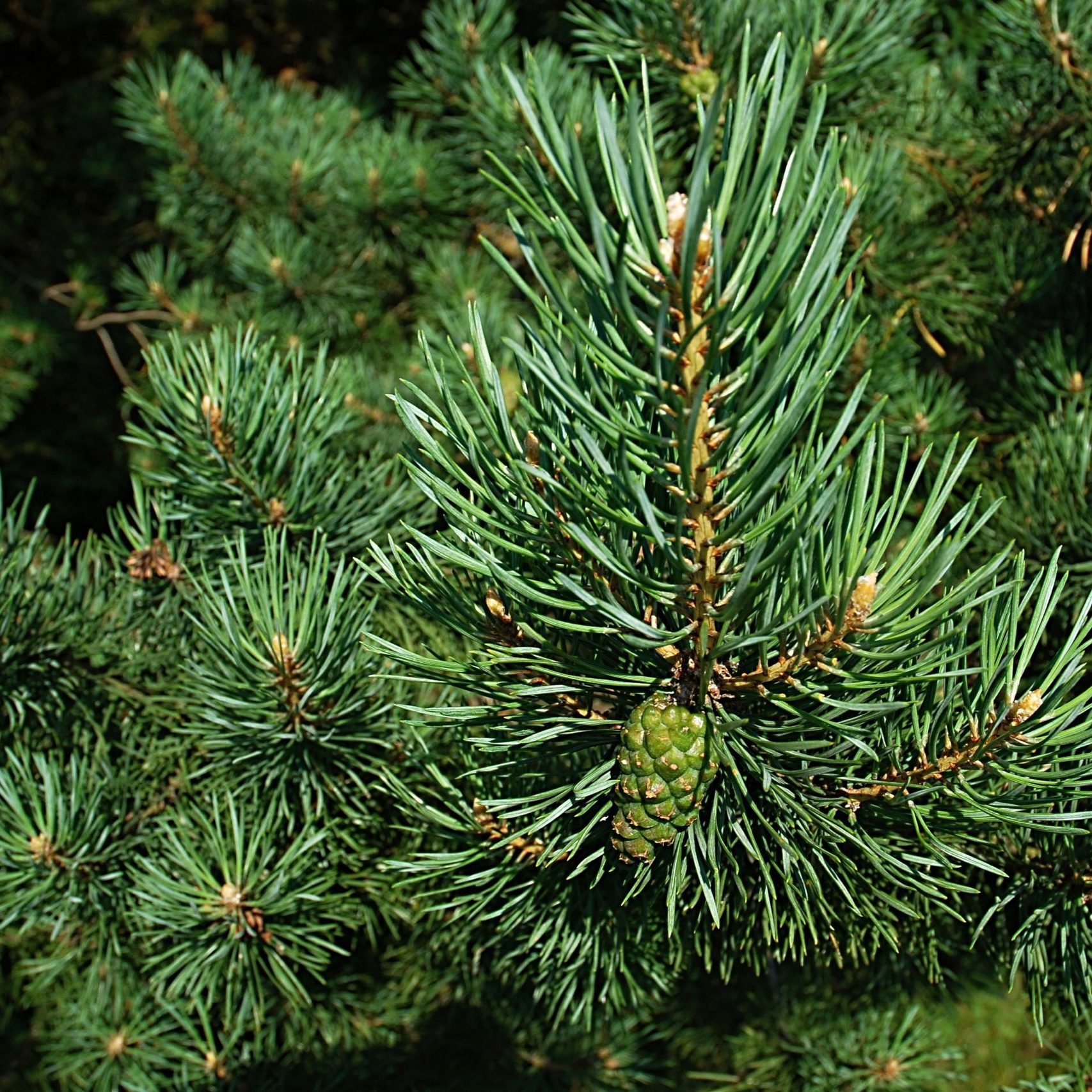 pine-588159 pine-588159