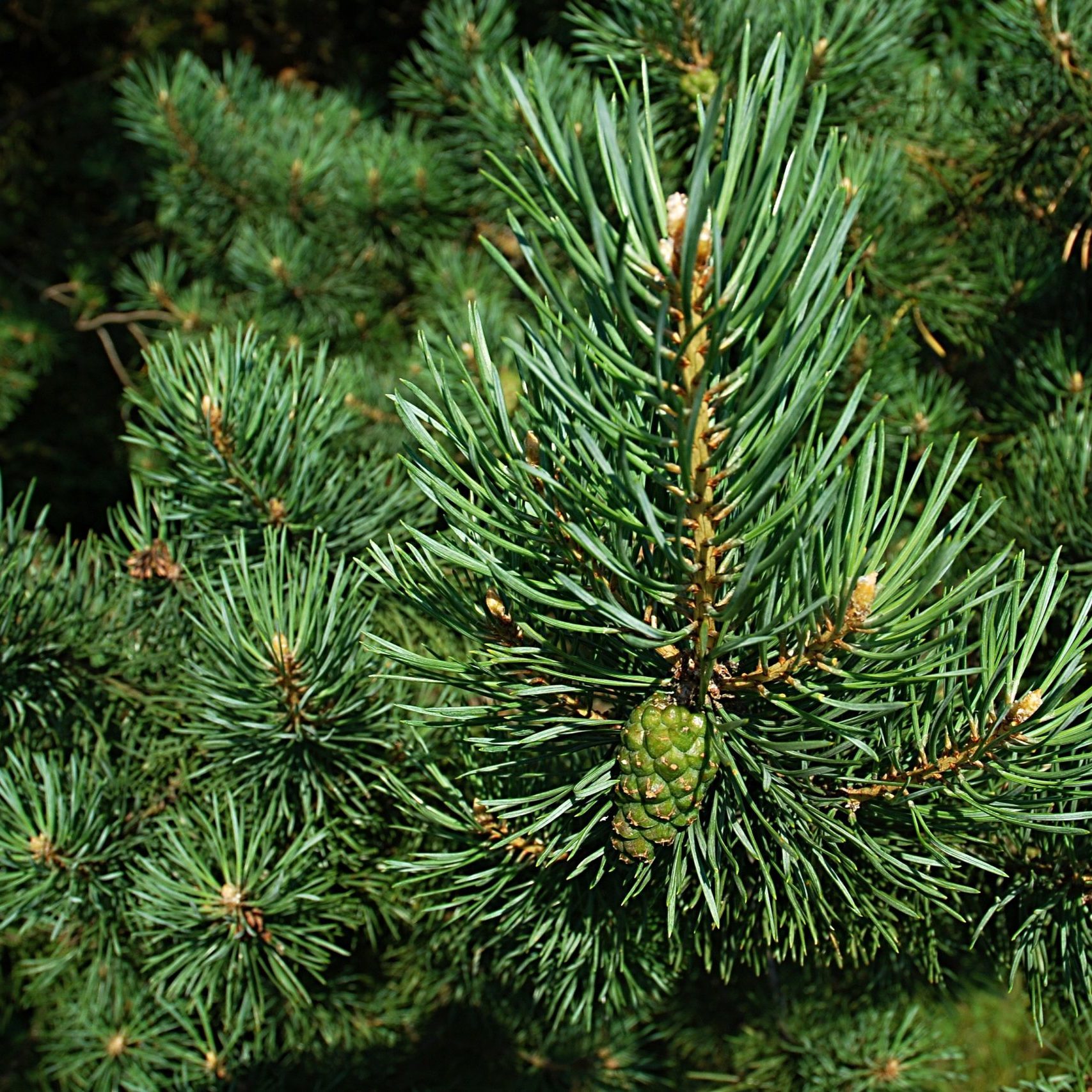 pine-588159