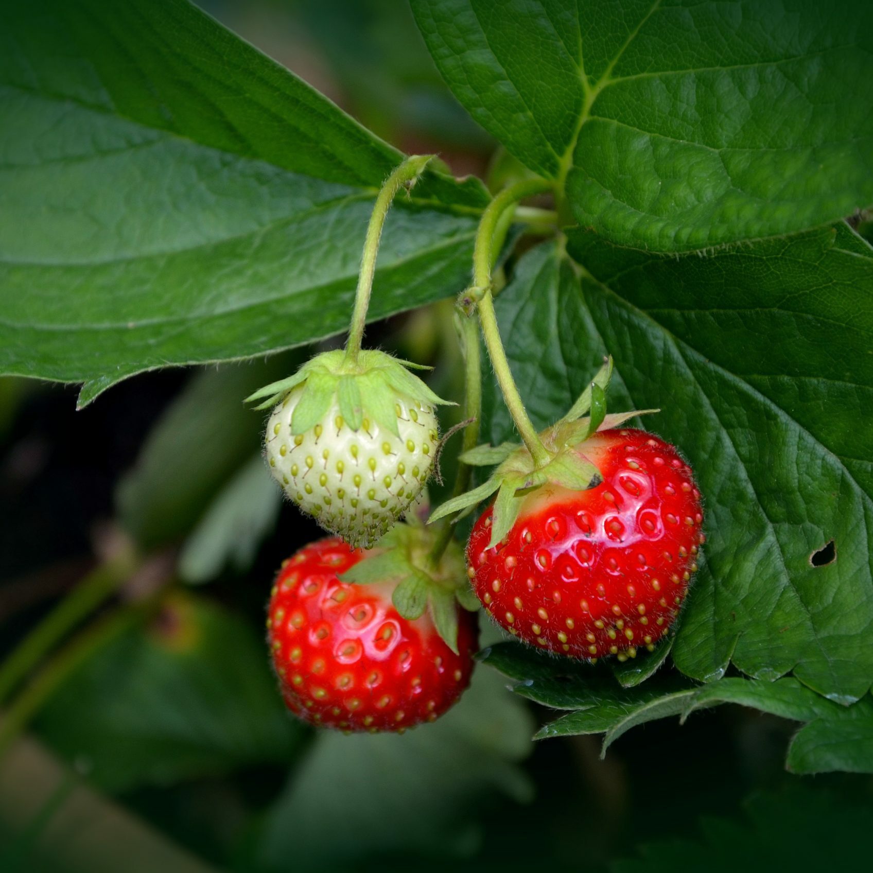 strawberry-plant-751178