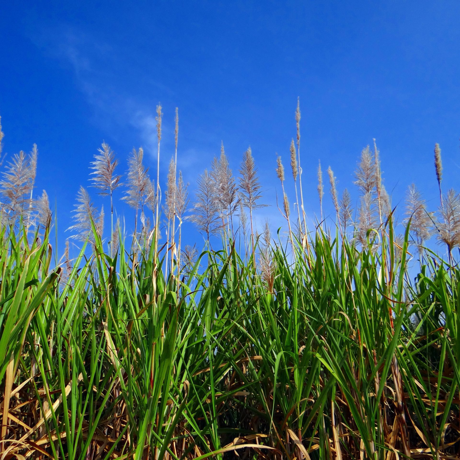 sugarcane-253205 sugarcane-253205