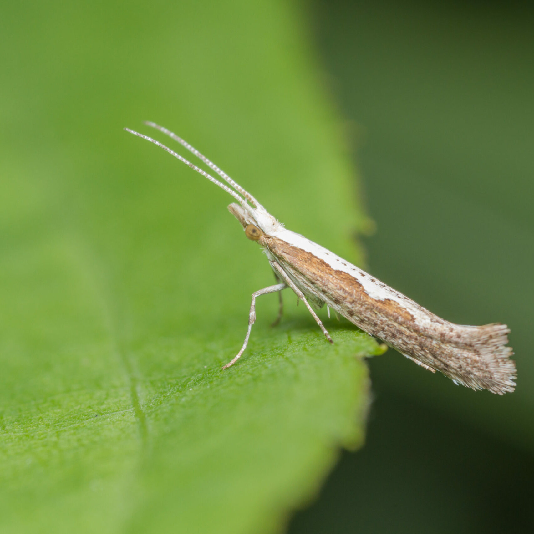 Migrant,Diamondback,Moth,(plutella,Xylostella)