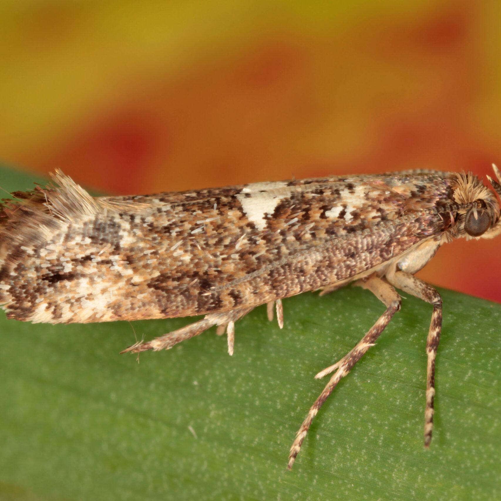 Moth,Of,Leek,Moth,Or,Onion,Leaf,Miner,(acrolepiopsis,Assectella)