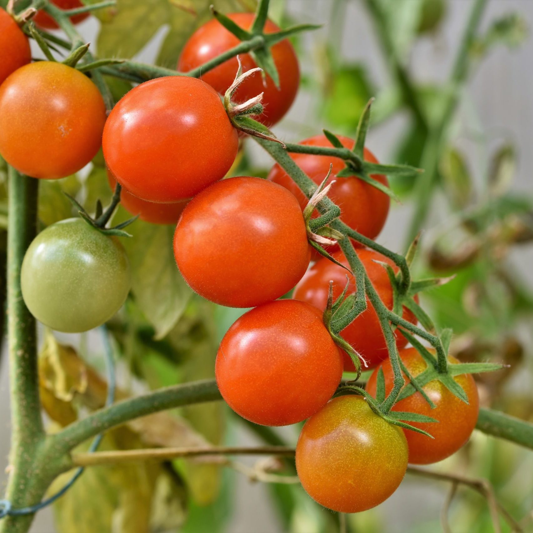 tomatoes-4434850
