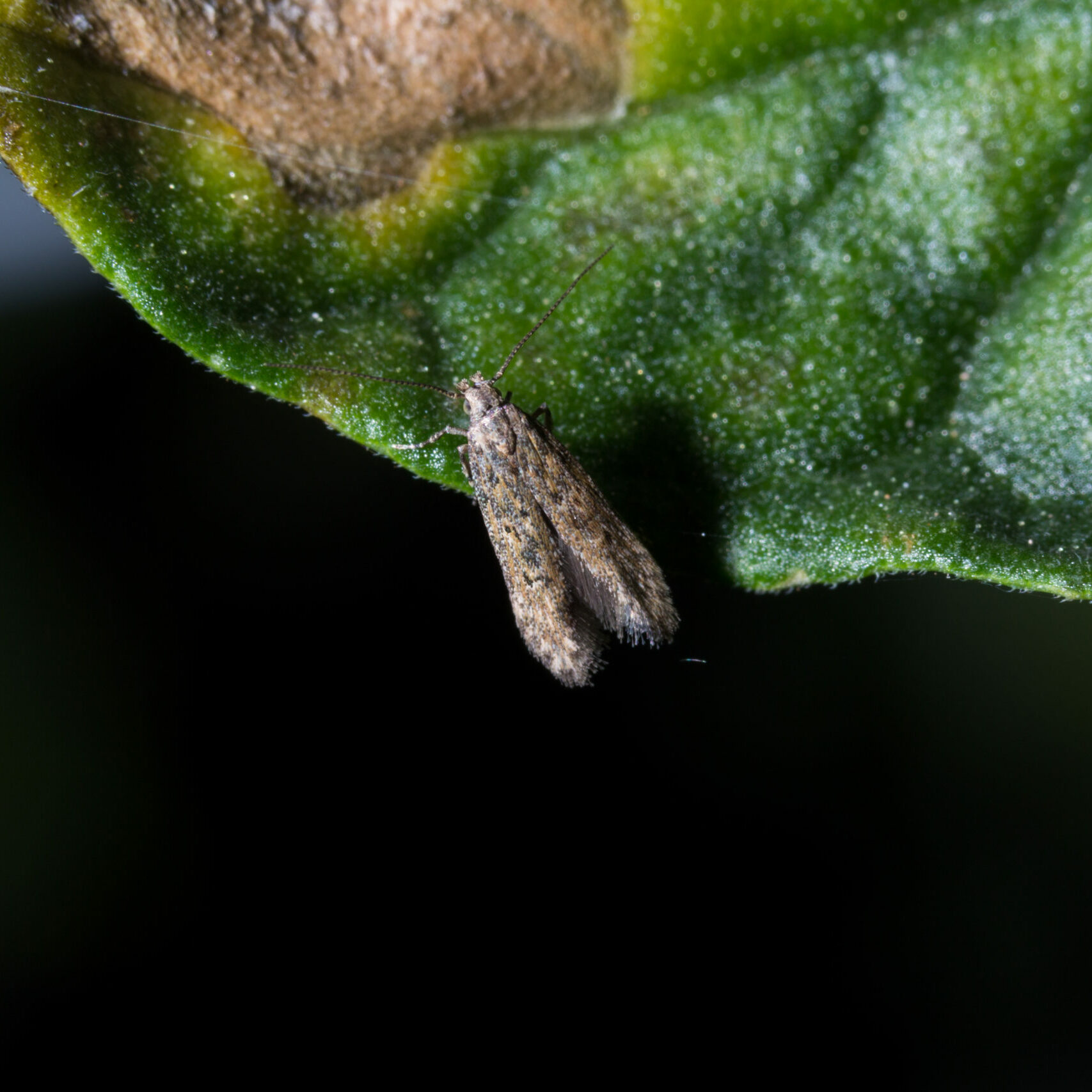 The,South,American,Tomato,Leafminer,On,Tomato,Leaf