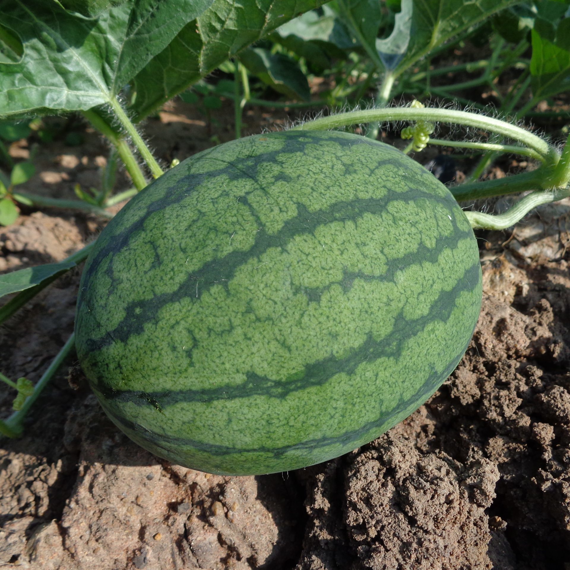 watermelon-551235