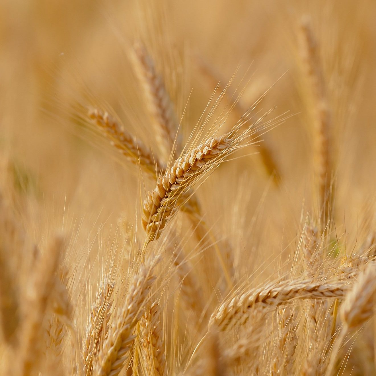 wheat-3241114